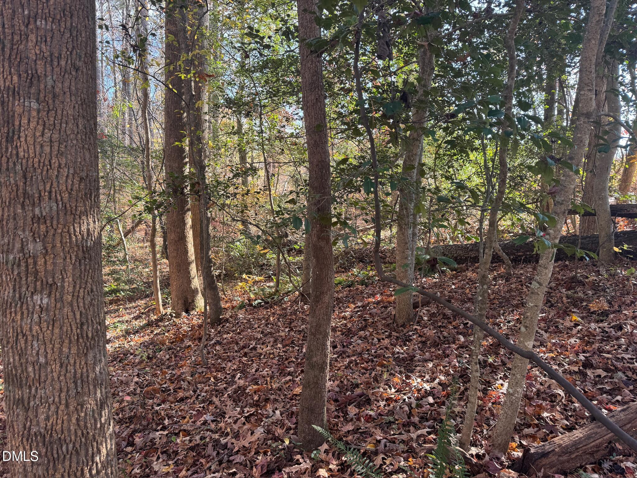 0 Williams Road Spring Hope, NC 27882 - Photo 39 of 40 a view of a forest that has large trees