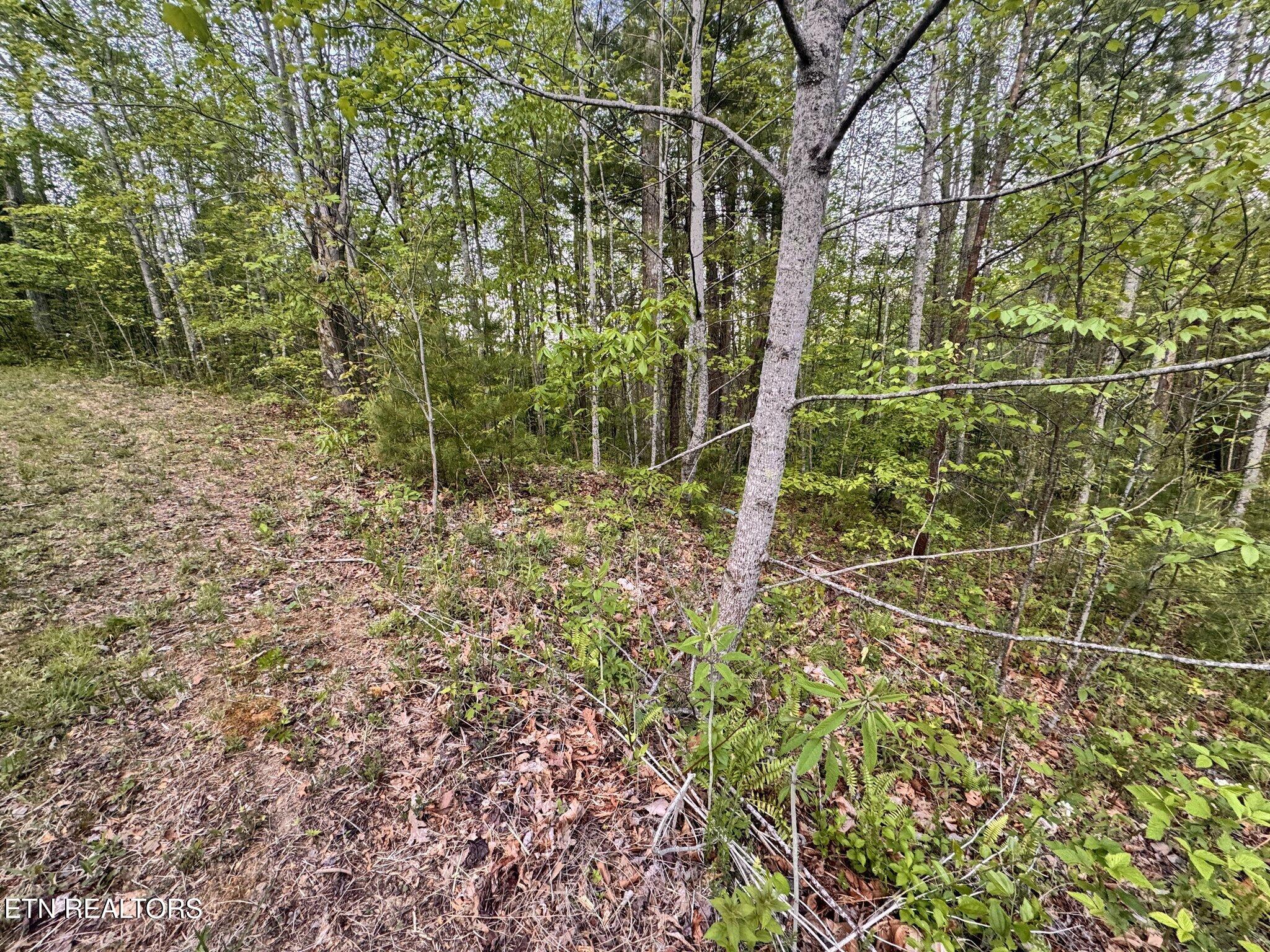Lot 41 Black Maple Way Del Rio, TN 37727 - Photo 18 of 23 Black Maple House Site 5