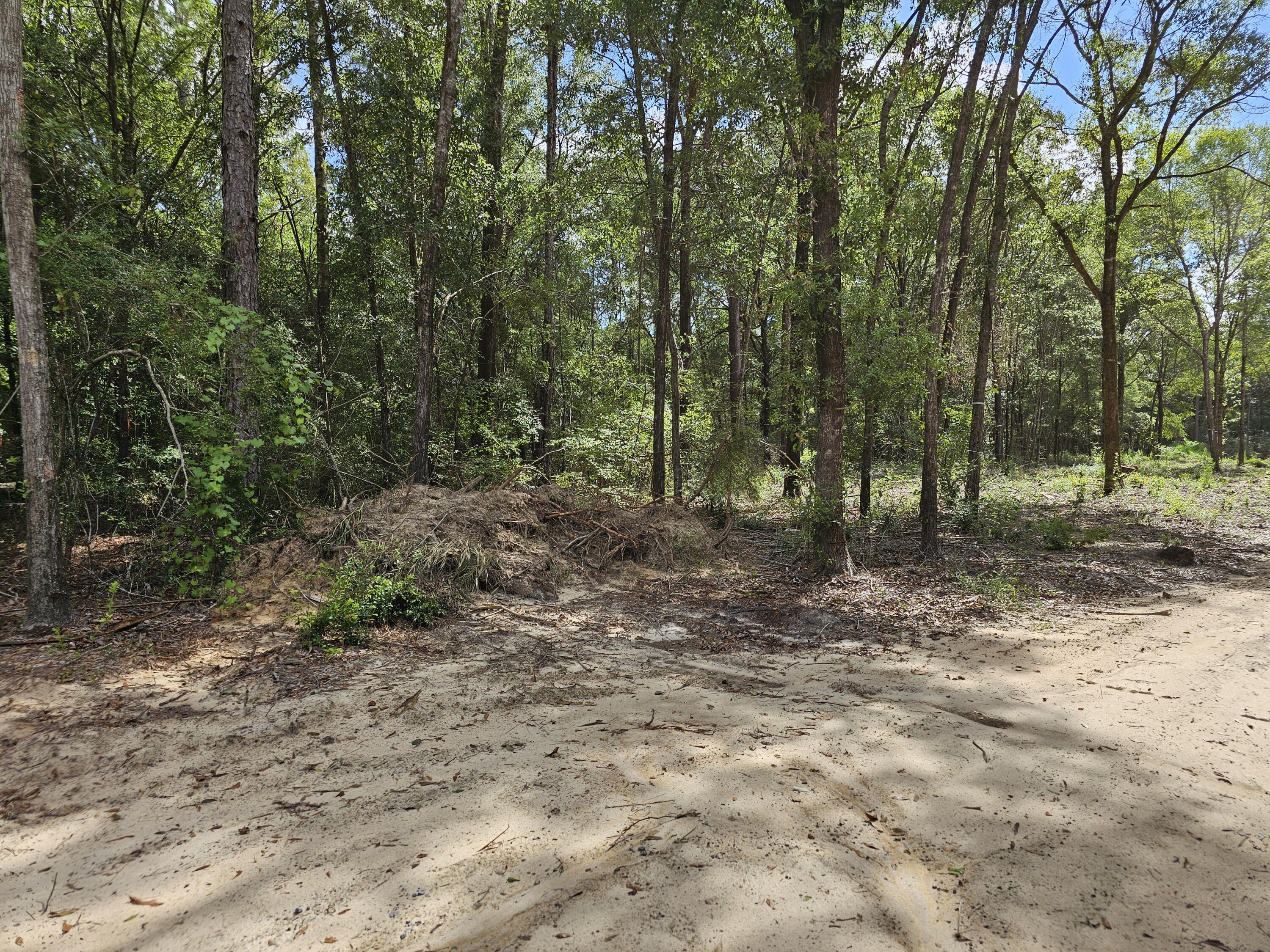 3.65-acres Adams Road Crestview, FL 32536 - Photo 4 of 12 a view of a forest with trees in the background