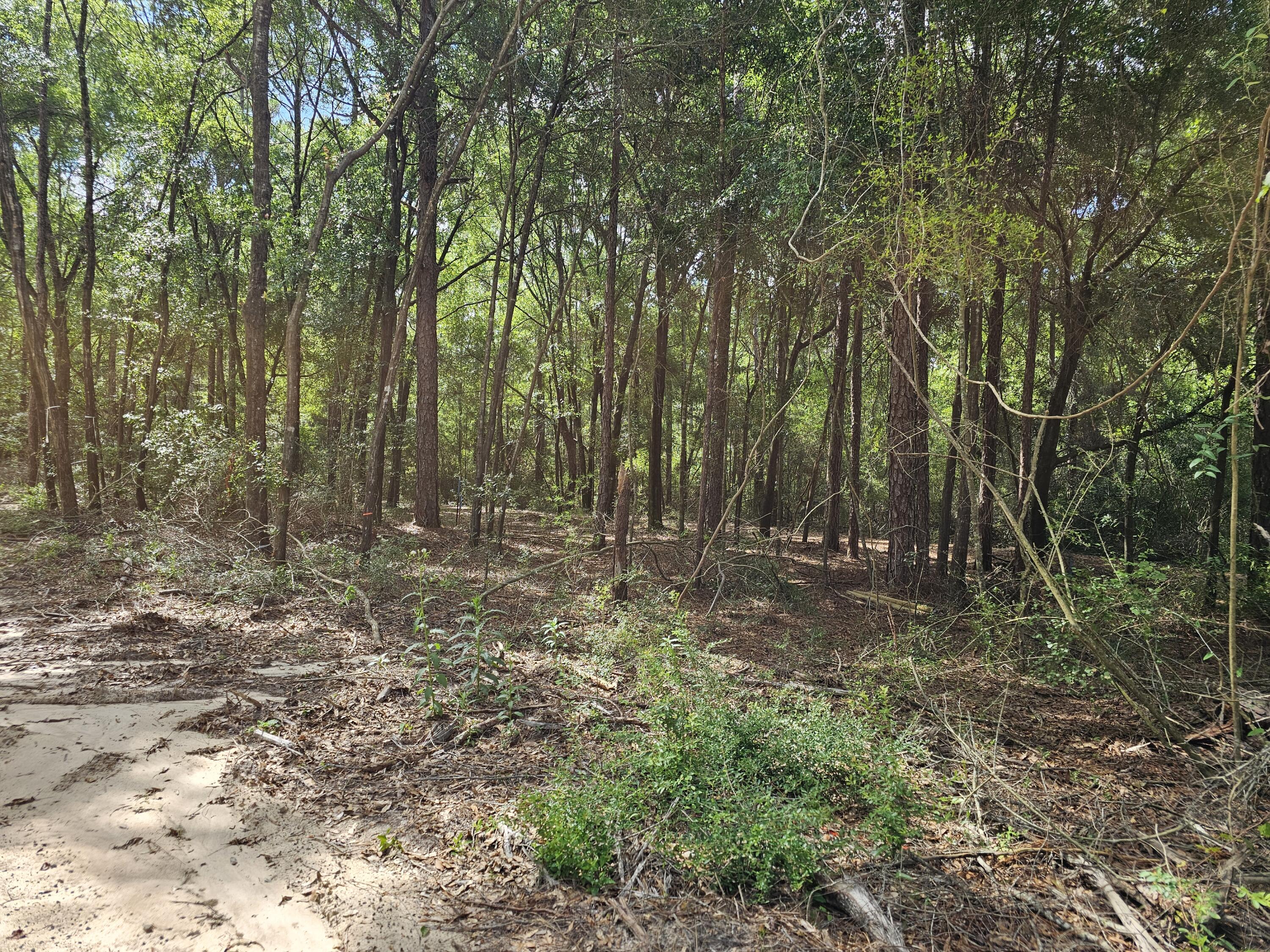 3.65-acres Adams Road Crestview, FL 32536 - Photo 5 of 12 a view of outdoor space with green space
