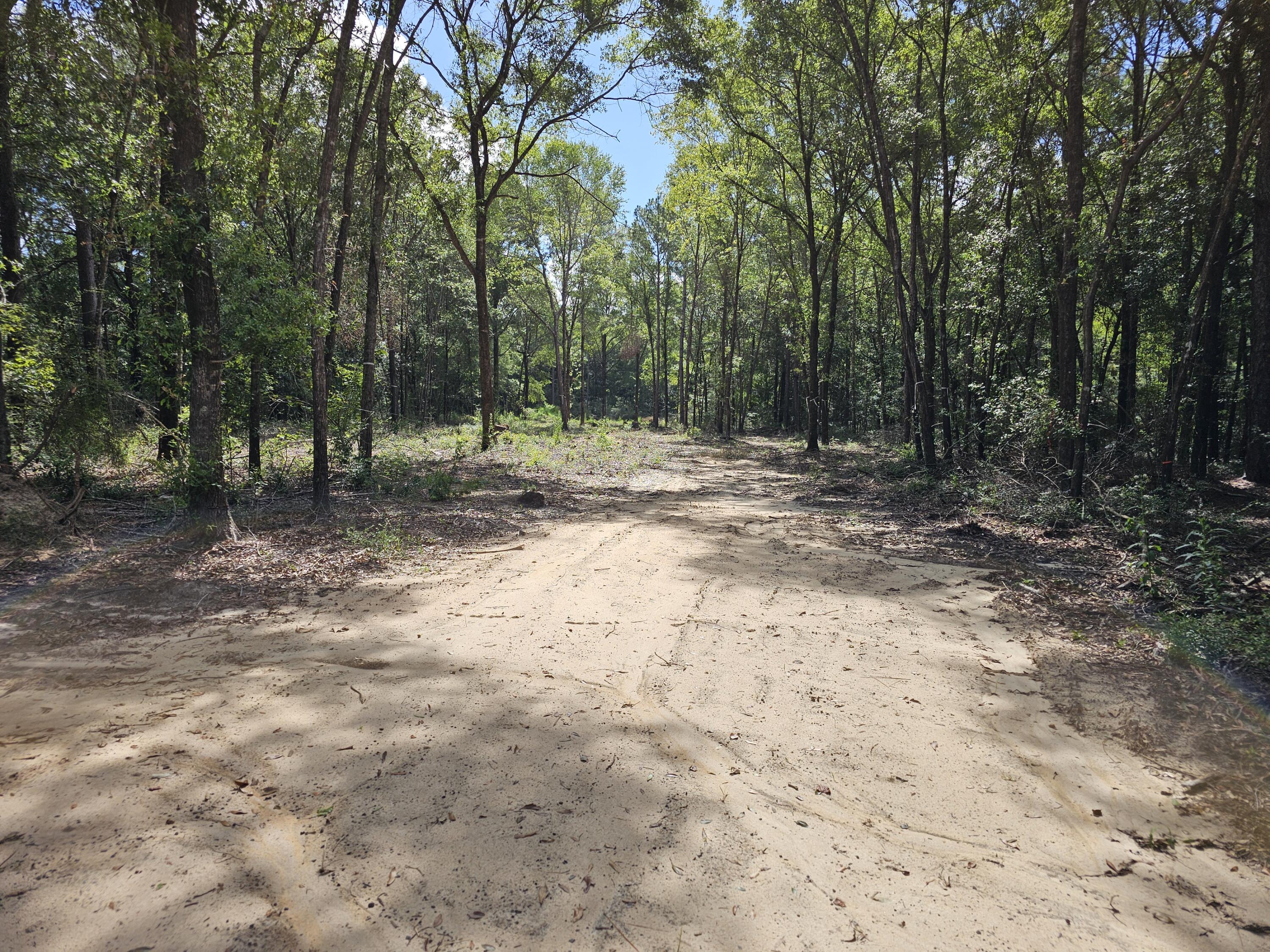 3.65-acres Adams Road Crestview, FL 32536 - Photo 6 of 12 a view of a yard with trees in the background