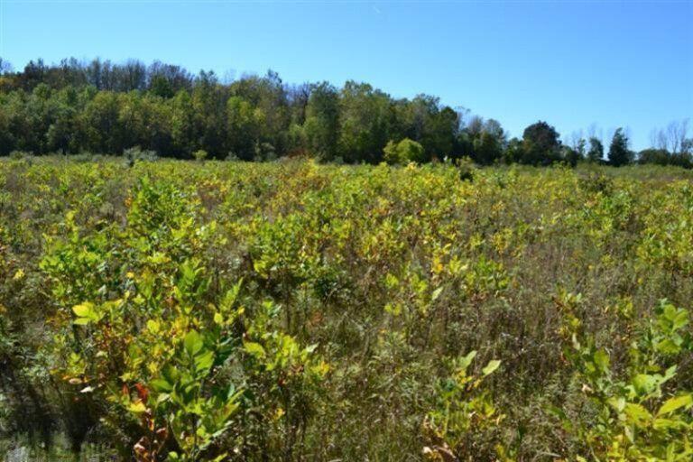 5312 18 Mile Road Northeast Cedar Springs, MI 49319 - Photo 10 of 11 20210914112634209810000000-o