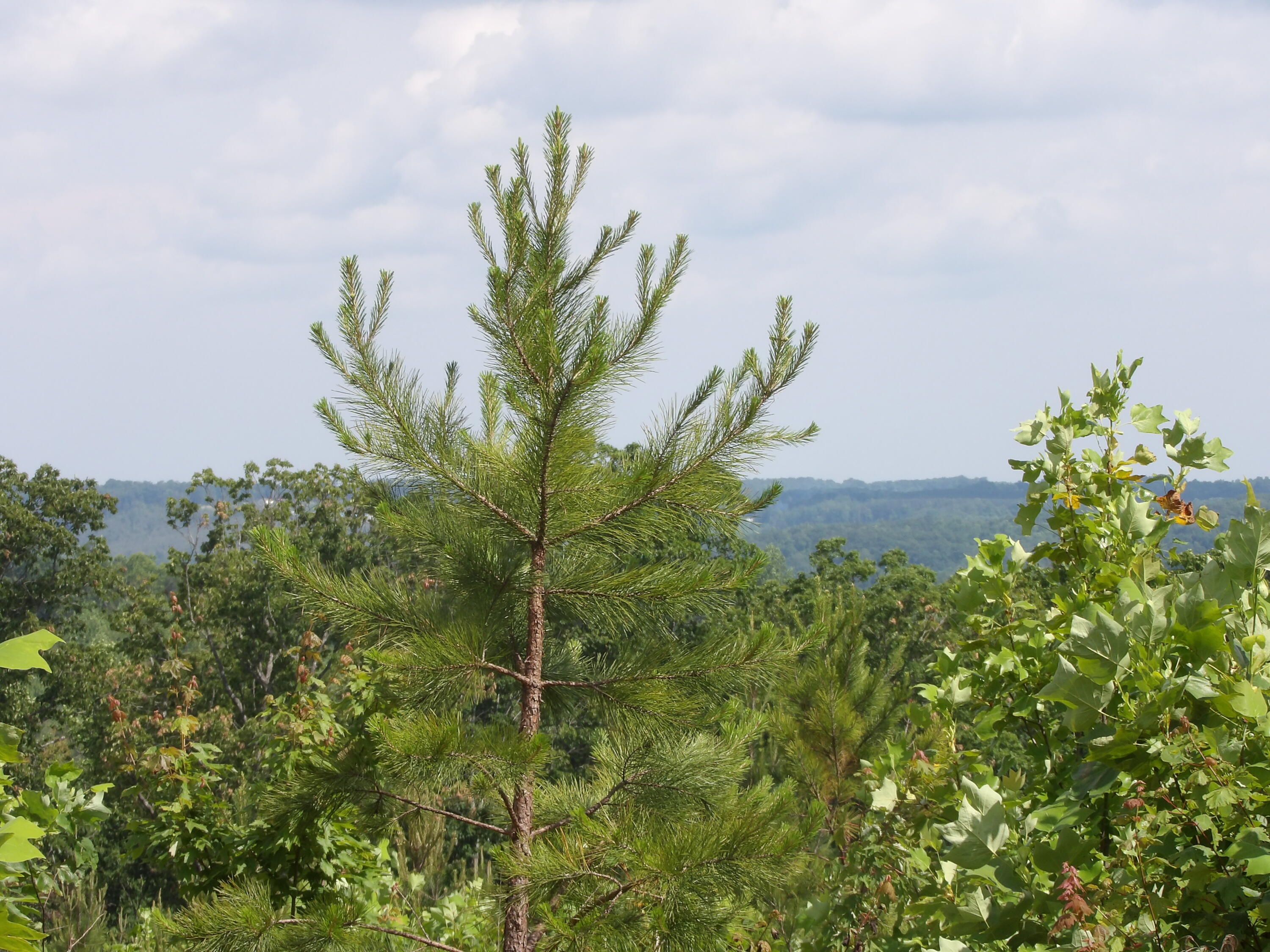 392 Hamilton Hollow Road Crossville, TN 38572 - Photo 13 of 58 100_1448