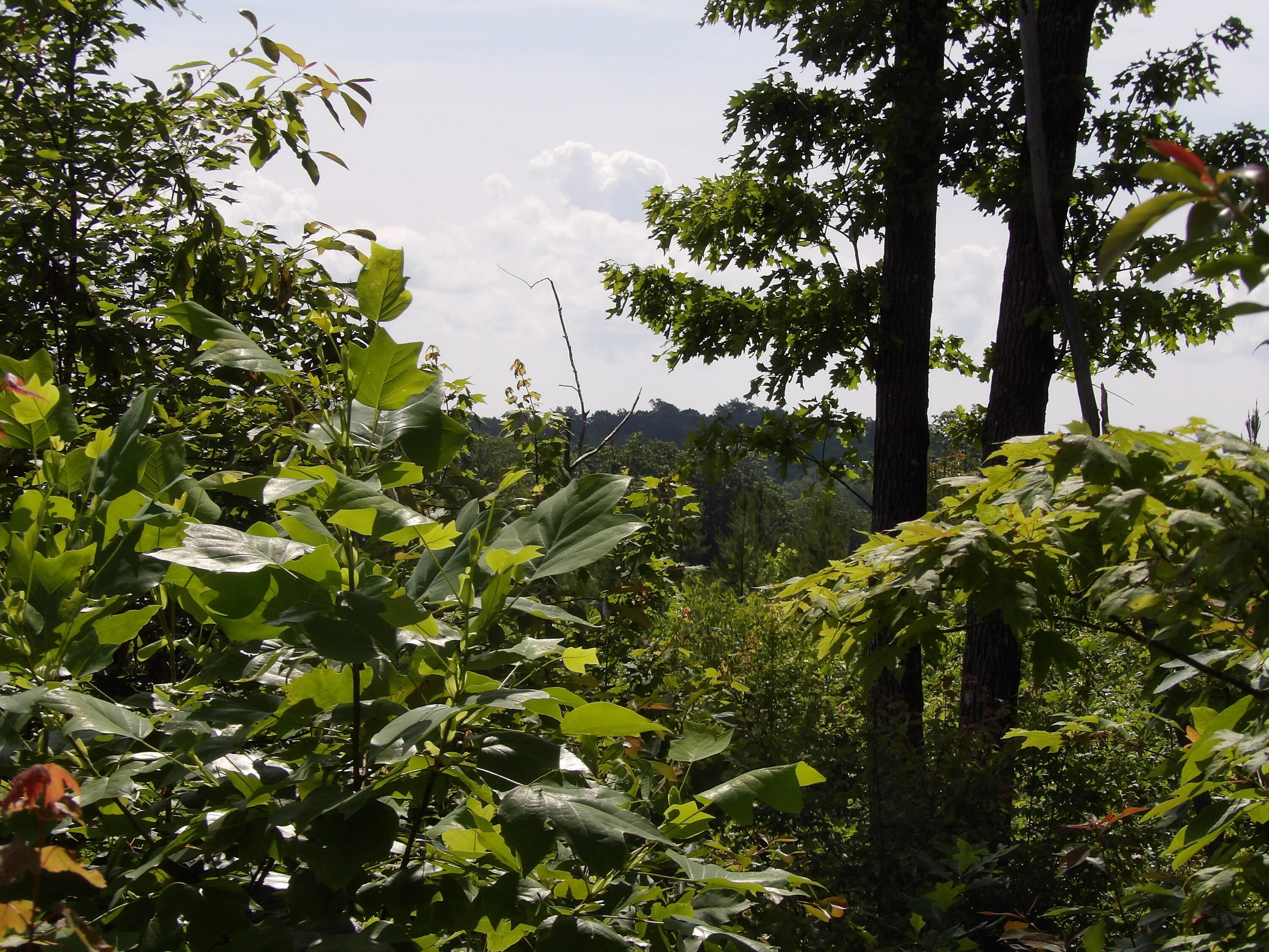 392 Hamilton Hollow Road Crossville, TN 38572 - Photo 43 of 58 100_1441