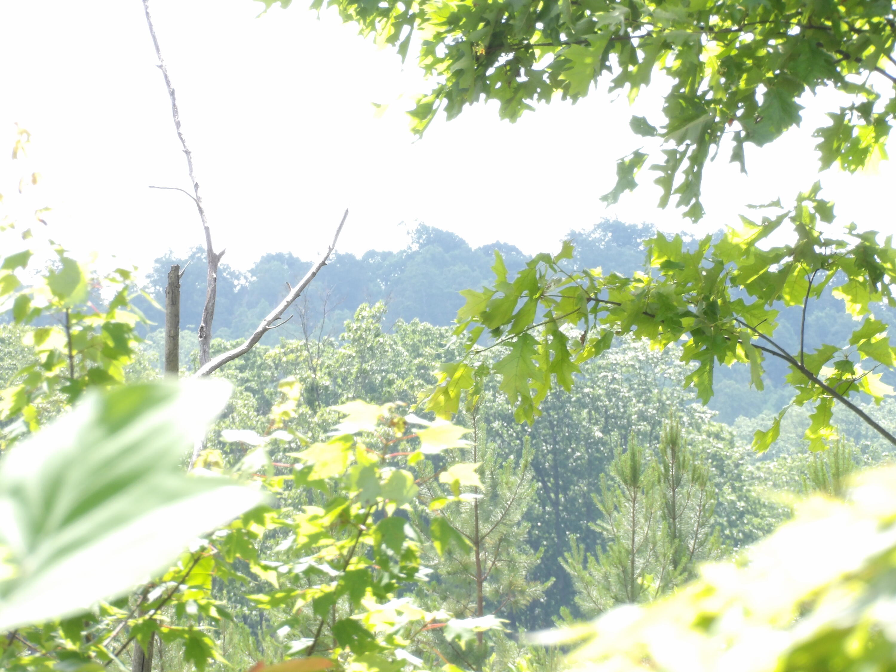 392 Hamilton Hollow Road Crossville, TN 38572 - Photo 44 of 58 100_1442