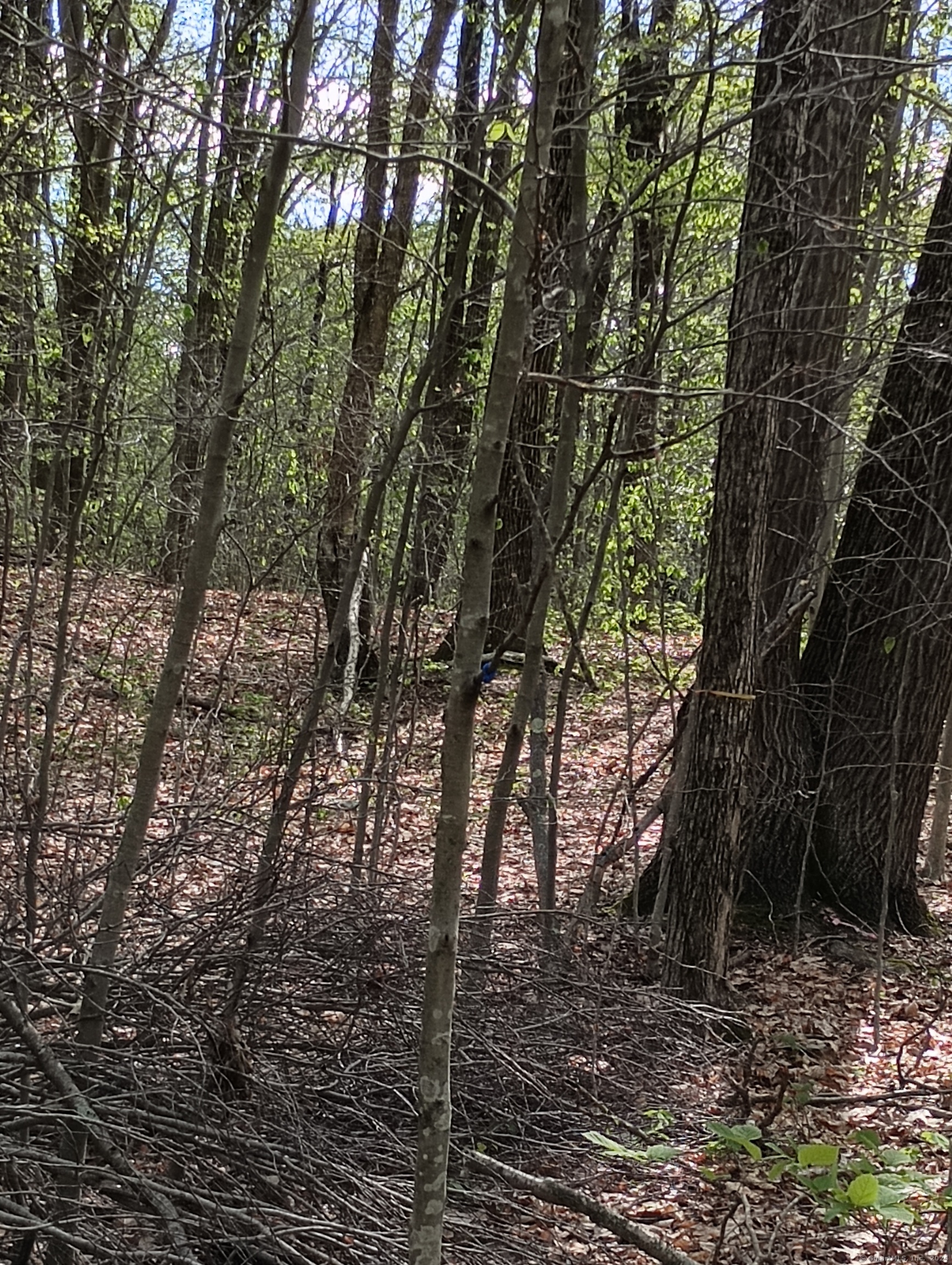 Litchfield Road Watertown, CT 06795 - Photo 15 of 21