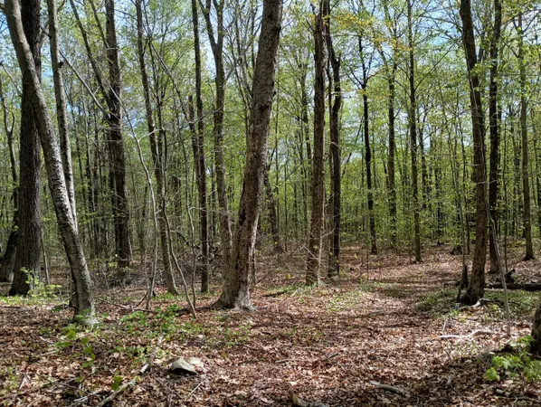 a view of outdoor space and trees