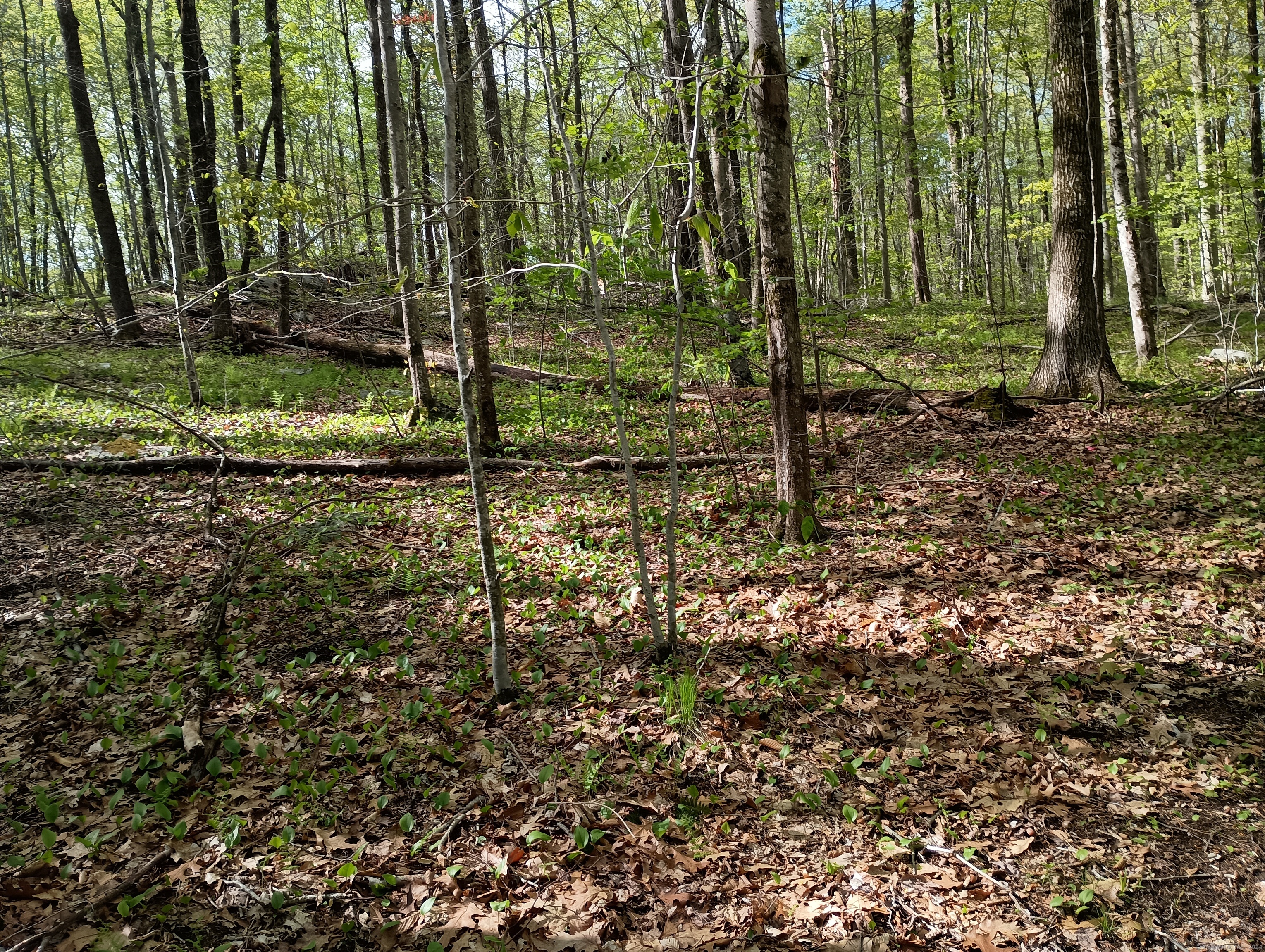 Litchfield Road Watertown, CT 06795 - Photo 2 of 21 a view of a garden with a tree