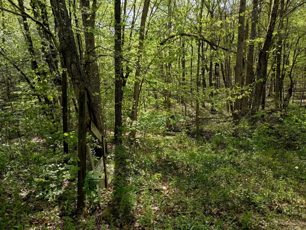 a view of a lush green forest