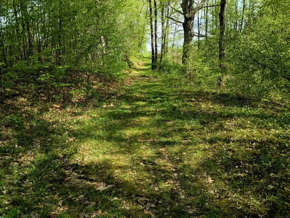 a view of outdoor space and trees