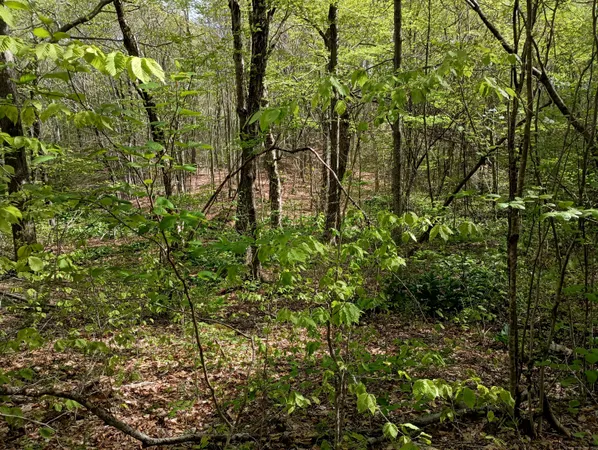 a view of a yard