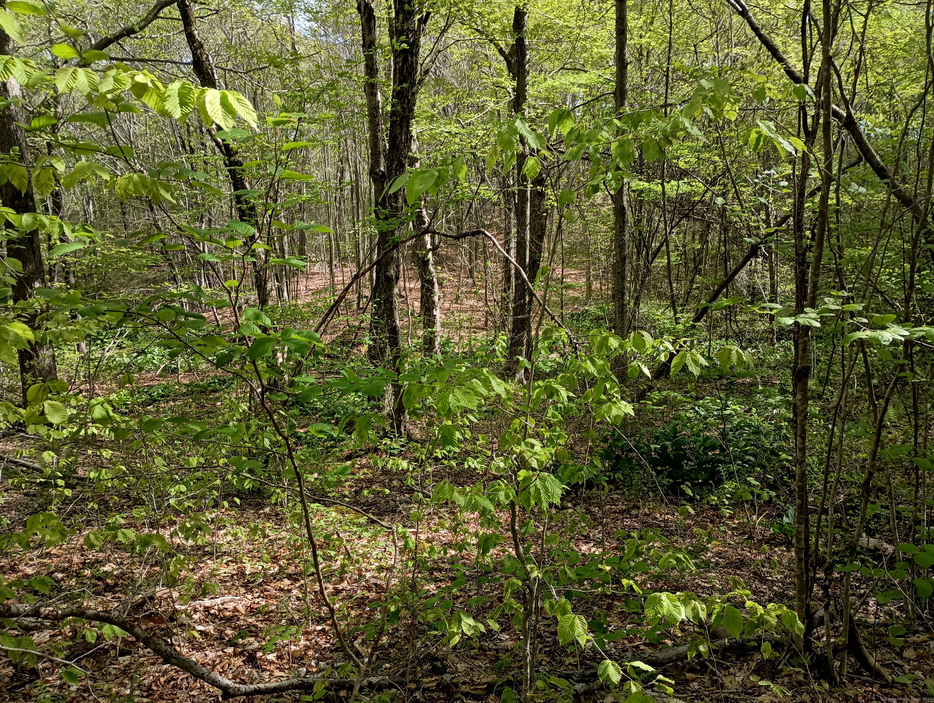 Litchfield Road Watertown, CT 06795 - Photo 7 of 21 a view of a yard