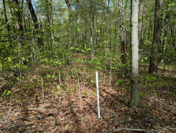 a view of a forest