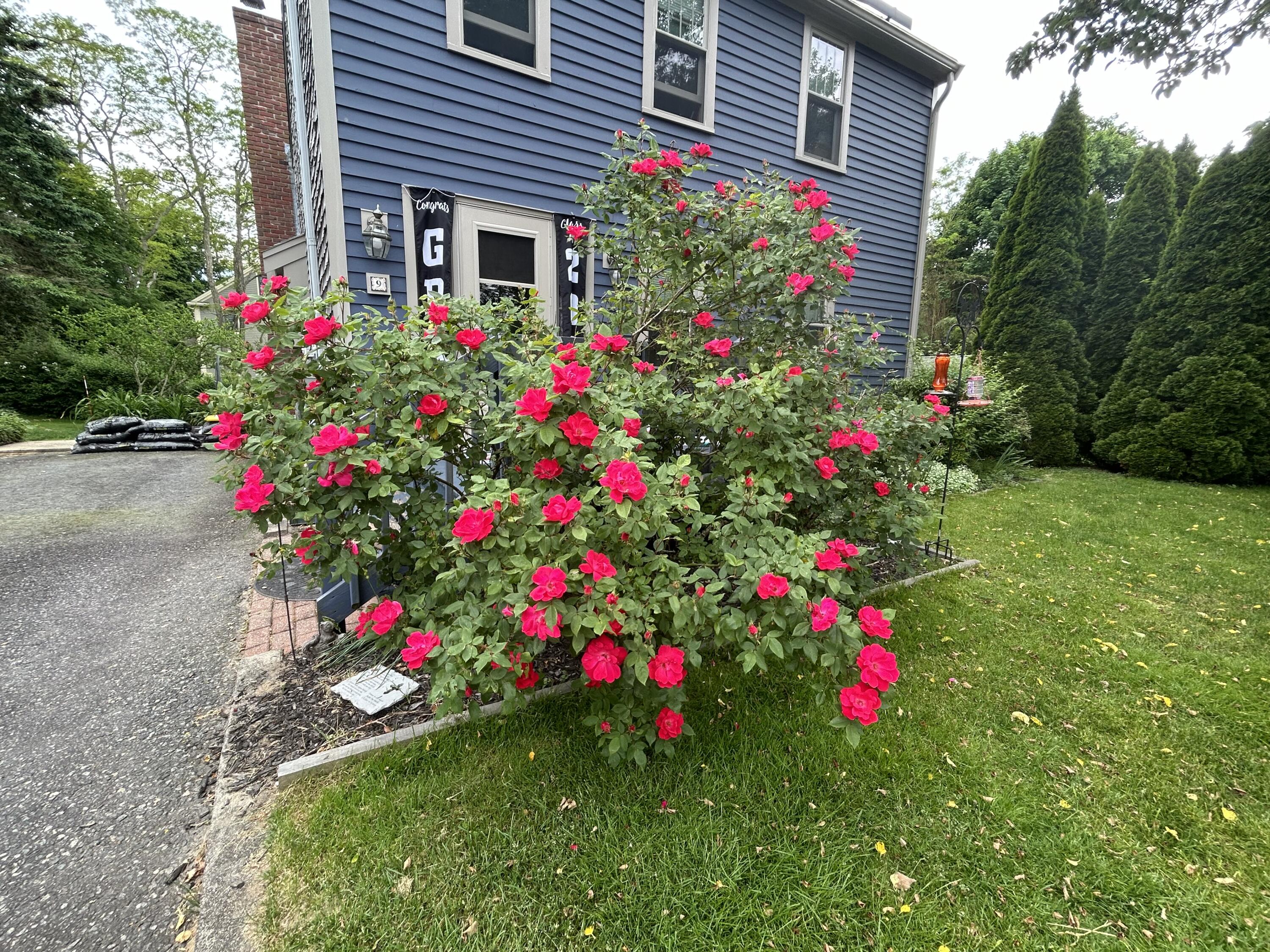a flower plants in front of a house