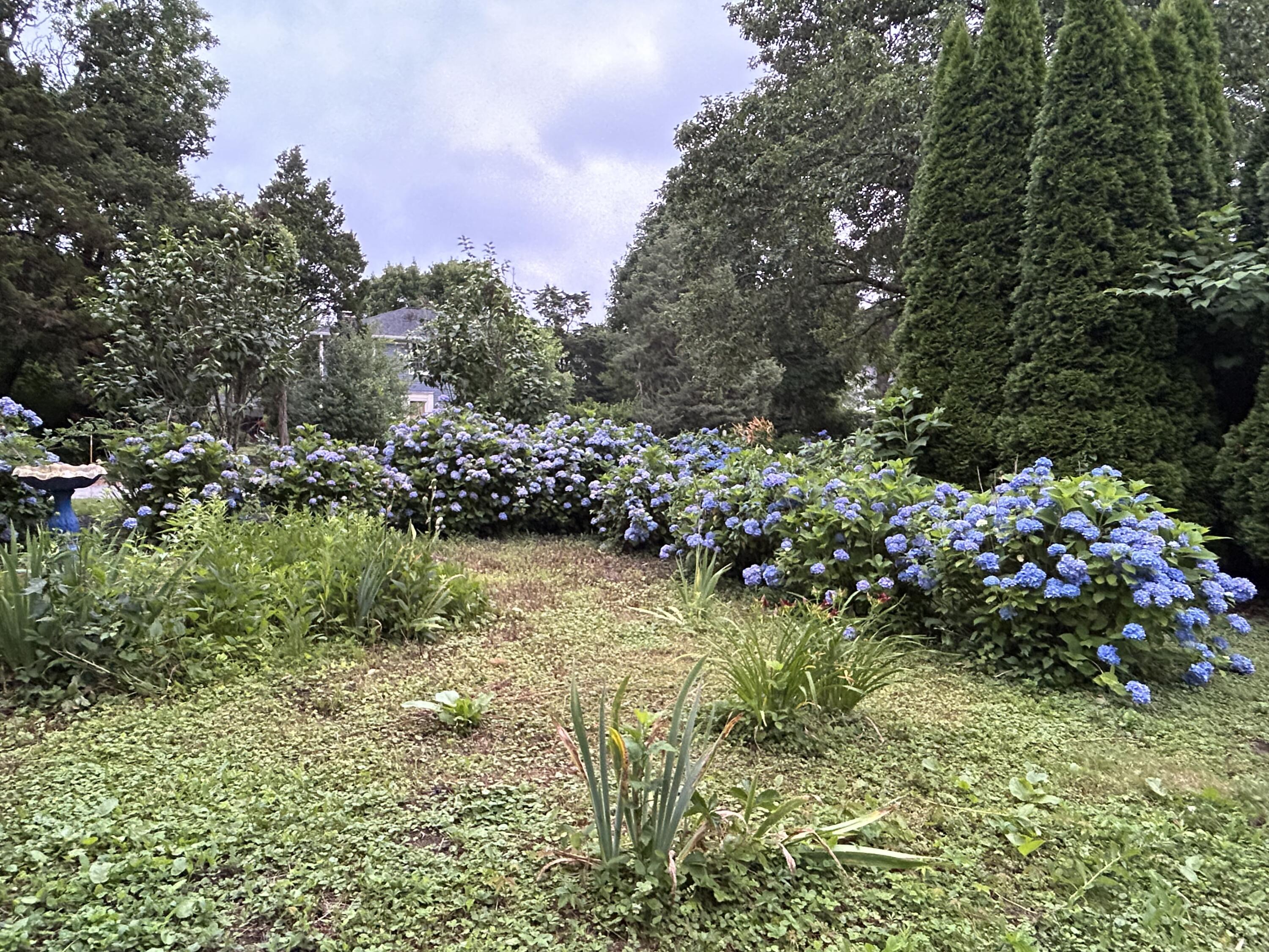 9 Bittersweet Road East Falmouth, MA 02536 - Photo 17 of 24 a view of a garden with plants and large trees