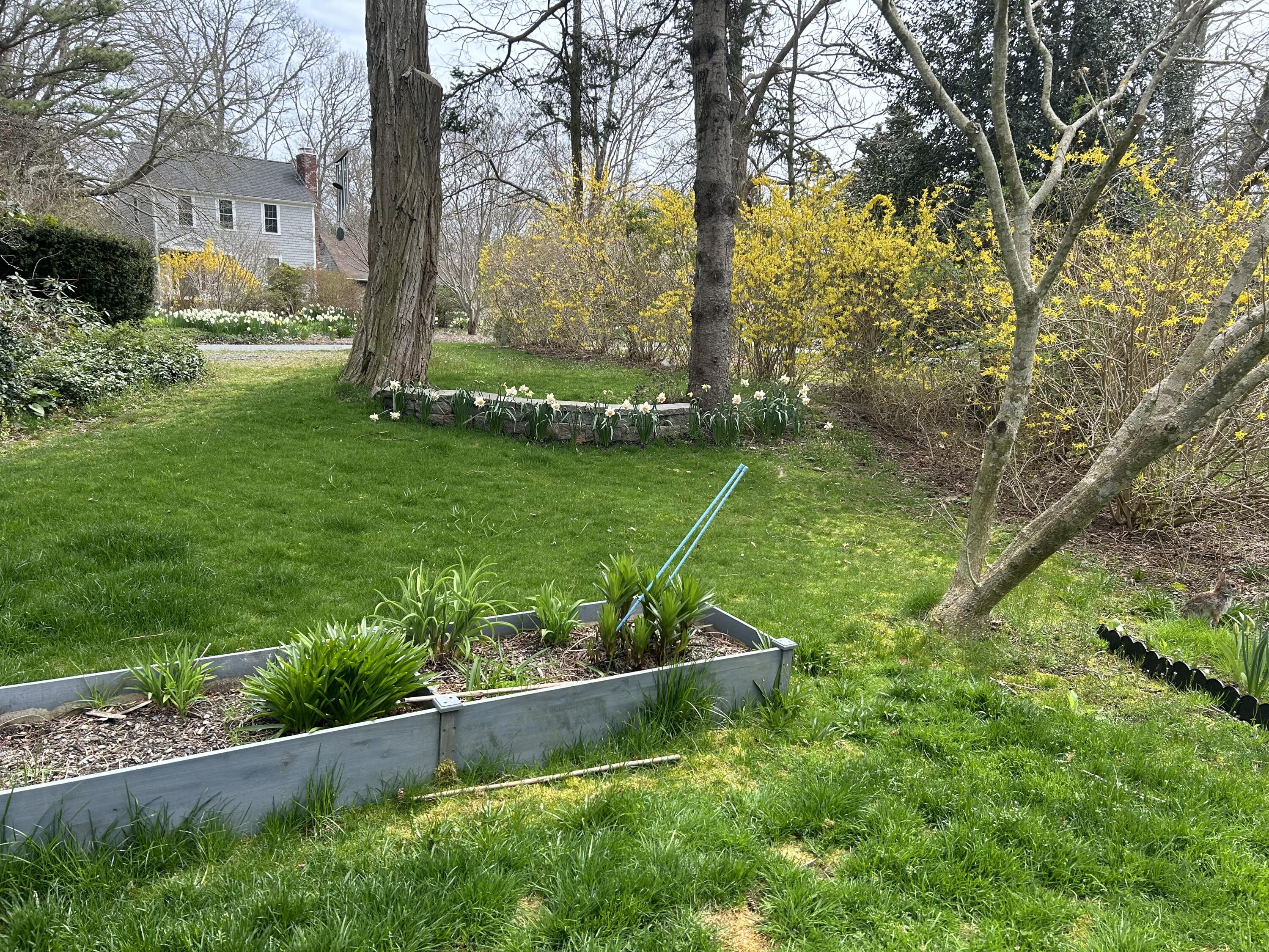 9 Bittersweet Road East Falmouth, MA 02536 - Photo 20 of 24 a view of a garden with a tree