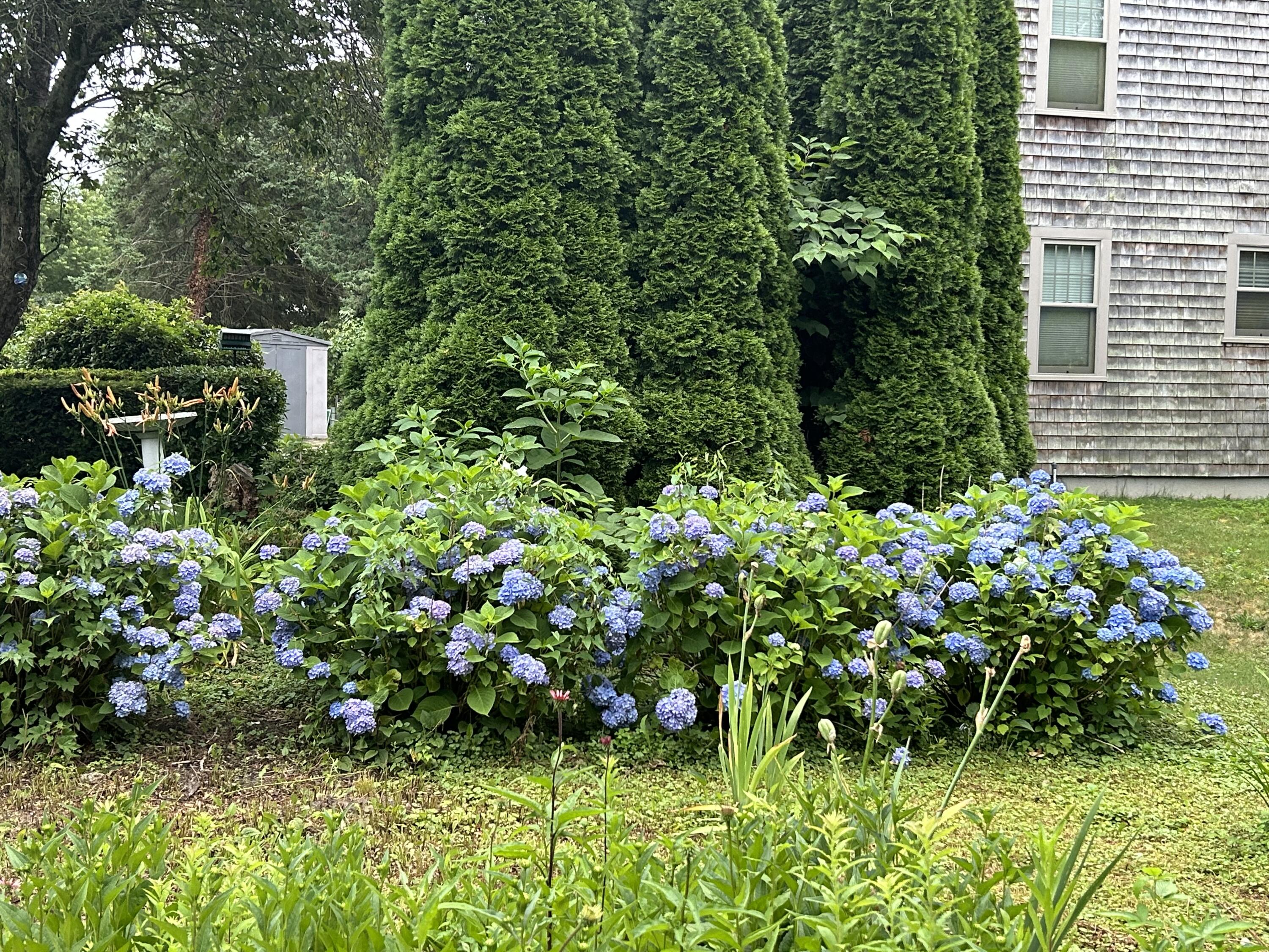 9 Bittersweet Road East Falmouth, MA 02536 - Photo 24 of 24 a view of a garden