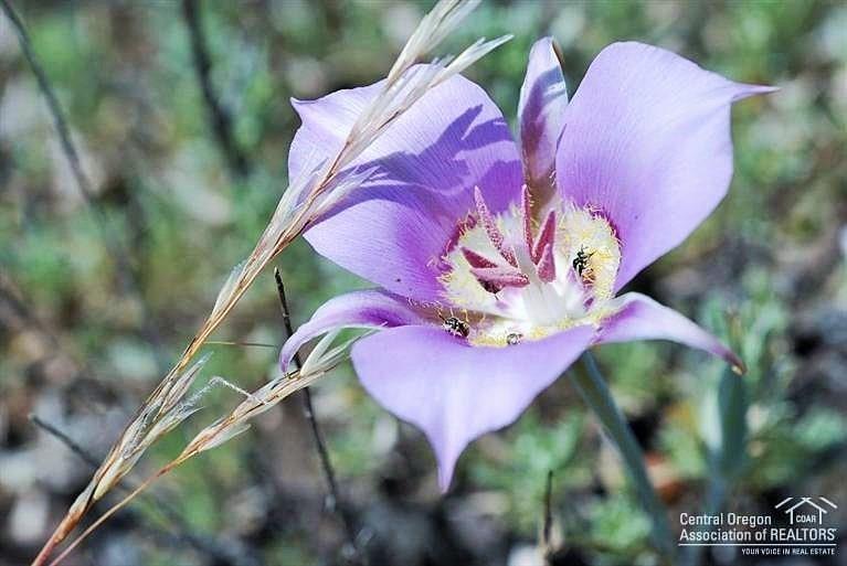 13324 Southwest Golden Mantel Road Terrebonne, OR 97760 - Photo 24 of 25 And for plant enthusiasts, the parade of