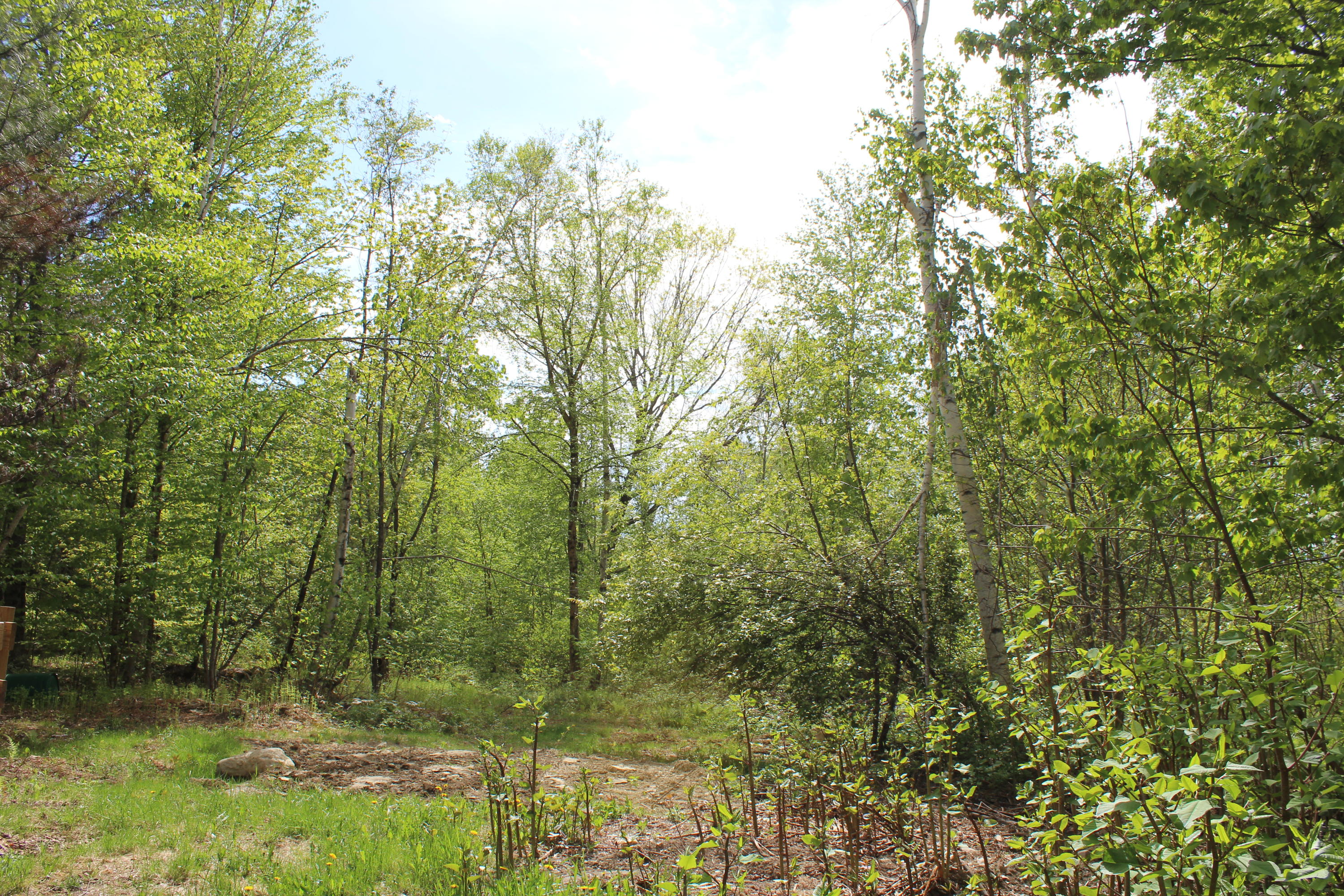39 Tower Hill Road Medford, ME 04463 - Photo 14 of 15 backyard