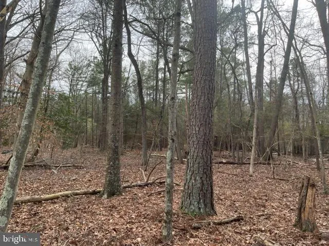 a view of outdoor space with lots of trees