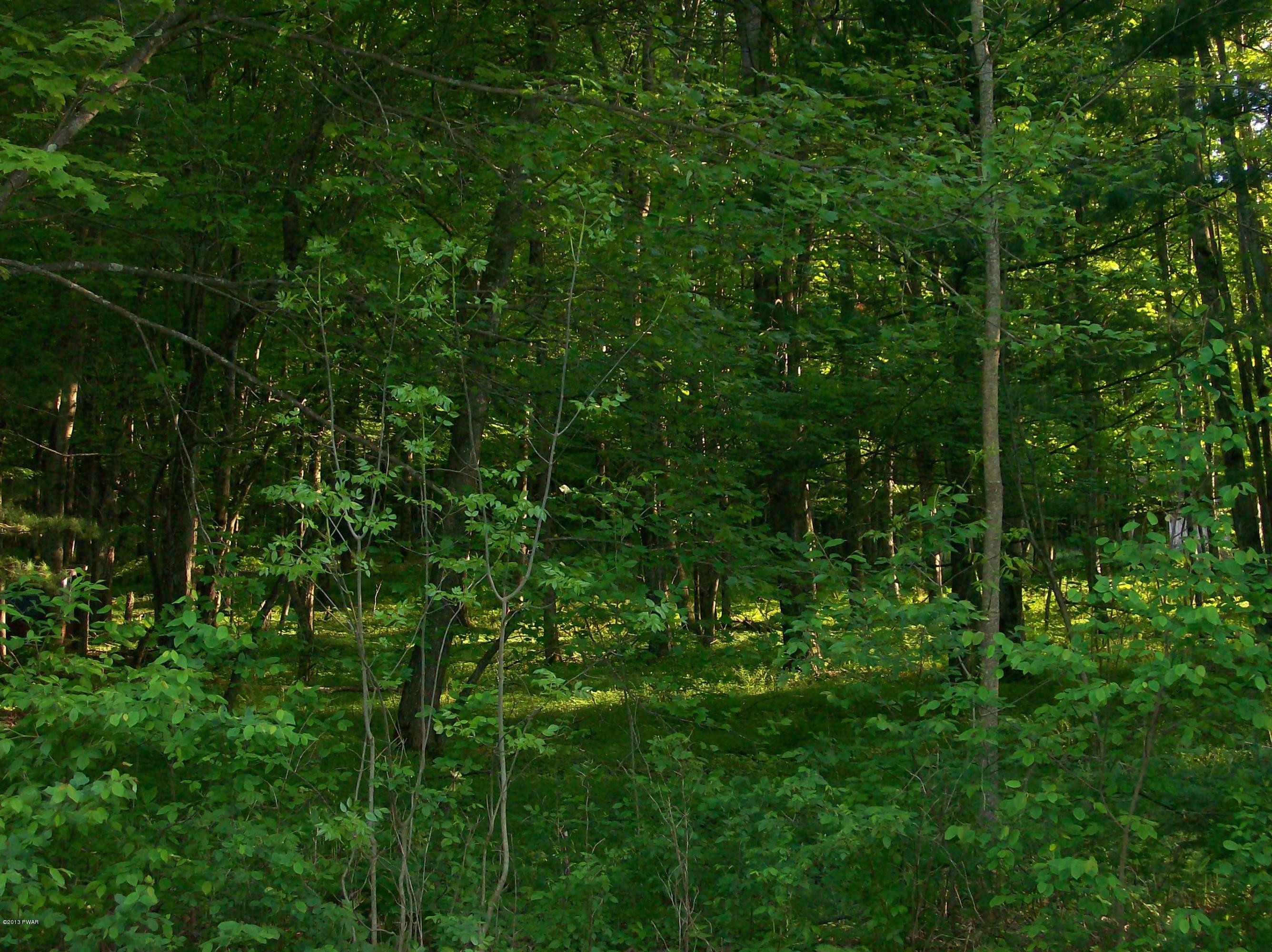 Starlight Lake Road Starlight, PA 18461 - Photo 6 of 8