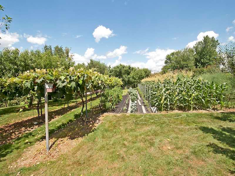 1543 Bakerstown Road Tarentum, PA 15084 - Photo 18 of 25 Land/Lot. The vegetable area and the grape arbors.