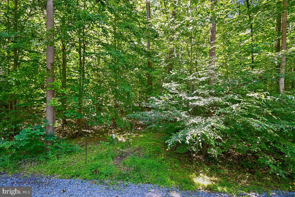 3633 Patuxent River Road Davidsonville, MD 21035 - Photo 72 of 85 Wooded Views in Back Yard