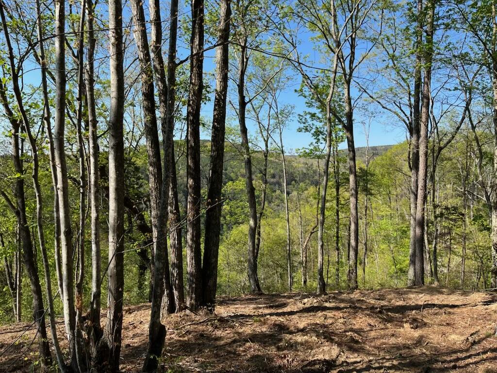 0 Birds Eye Way, Unit 1072 Guild, TN 37340 - Photo 4 of 15 IMG_4576