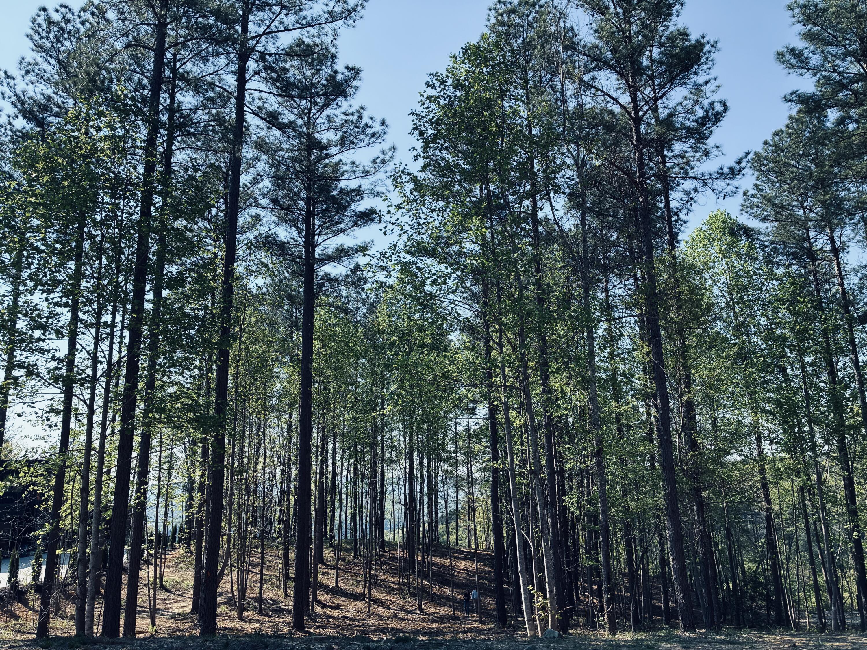 0 Birds Eye Way, Unit 1072 Guild, TN 37340 - Photo 7 of 15 IMG_5656