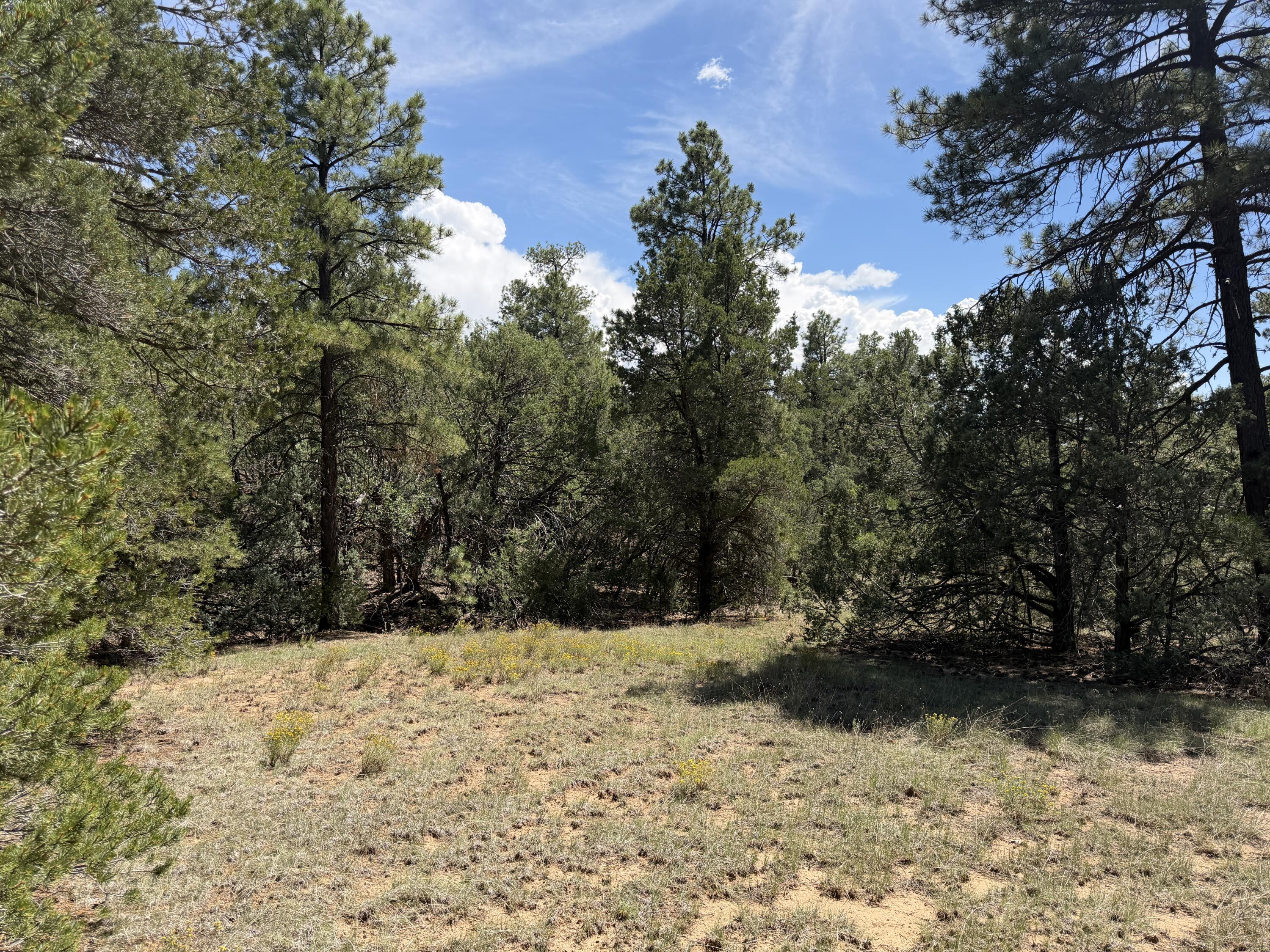 137 Raven Road Tijeras, NM 87059 - Photo 5 of 17 Gallery Image 5