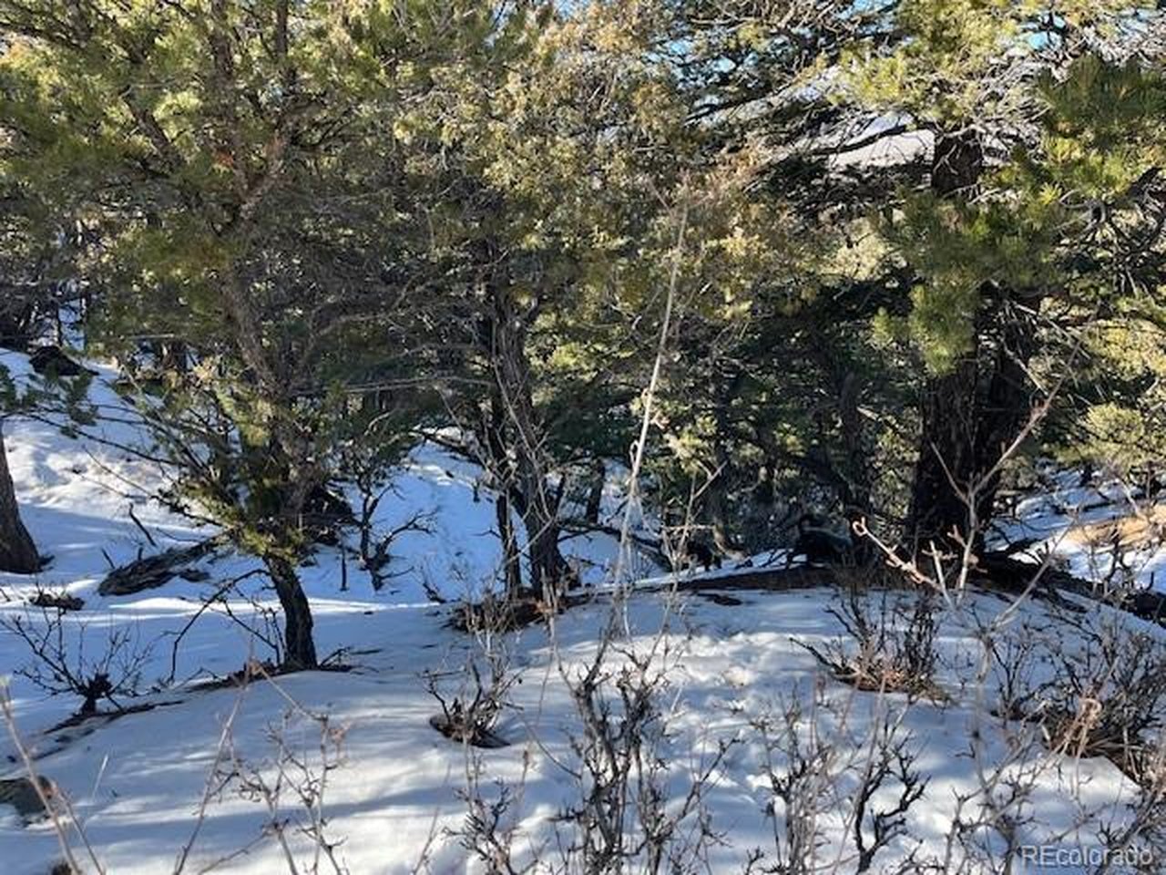 7898 Tiernan Road Fort Garland, CO 81133 - Photo 11 of 27 a view of a tree in front of a house