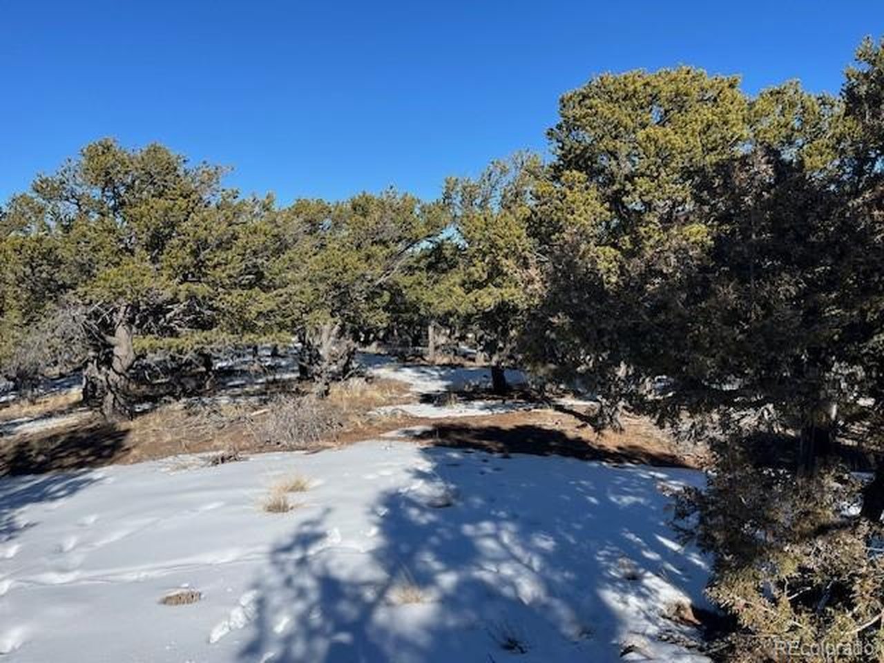 7898 Tiernan Road Fort Garland, CO 81133 - Photo 13 of 27 a view of a yard with a tree