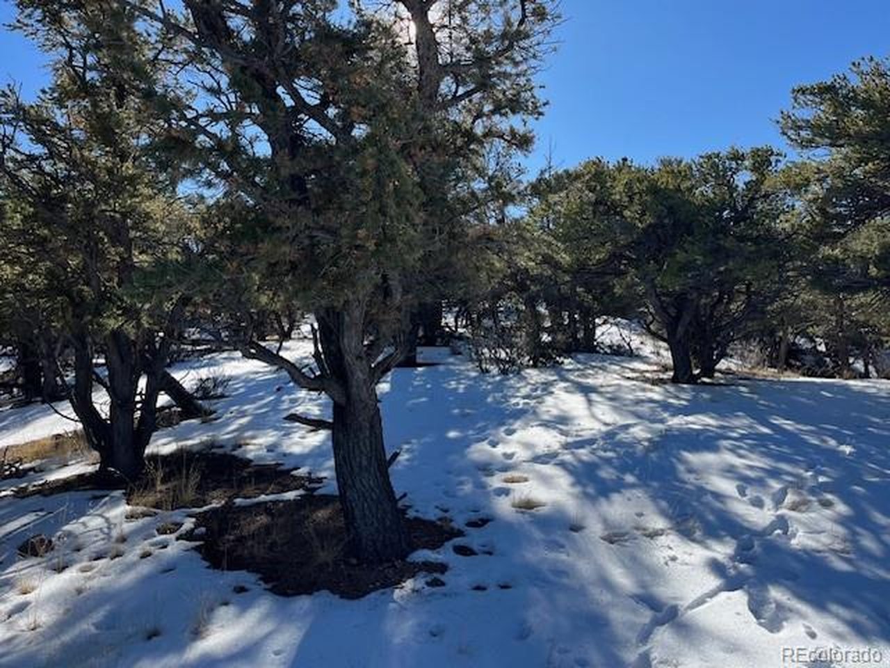 7898 Tiernan Road Fort Garland, CO 81133 - Photo 14 of 27 a view of outdoor space with trees