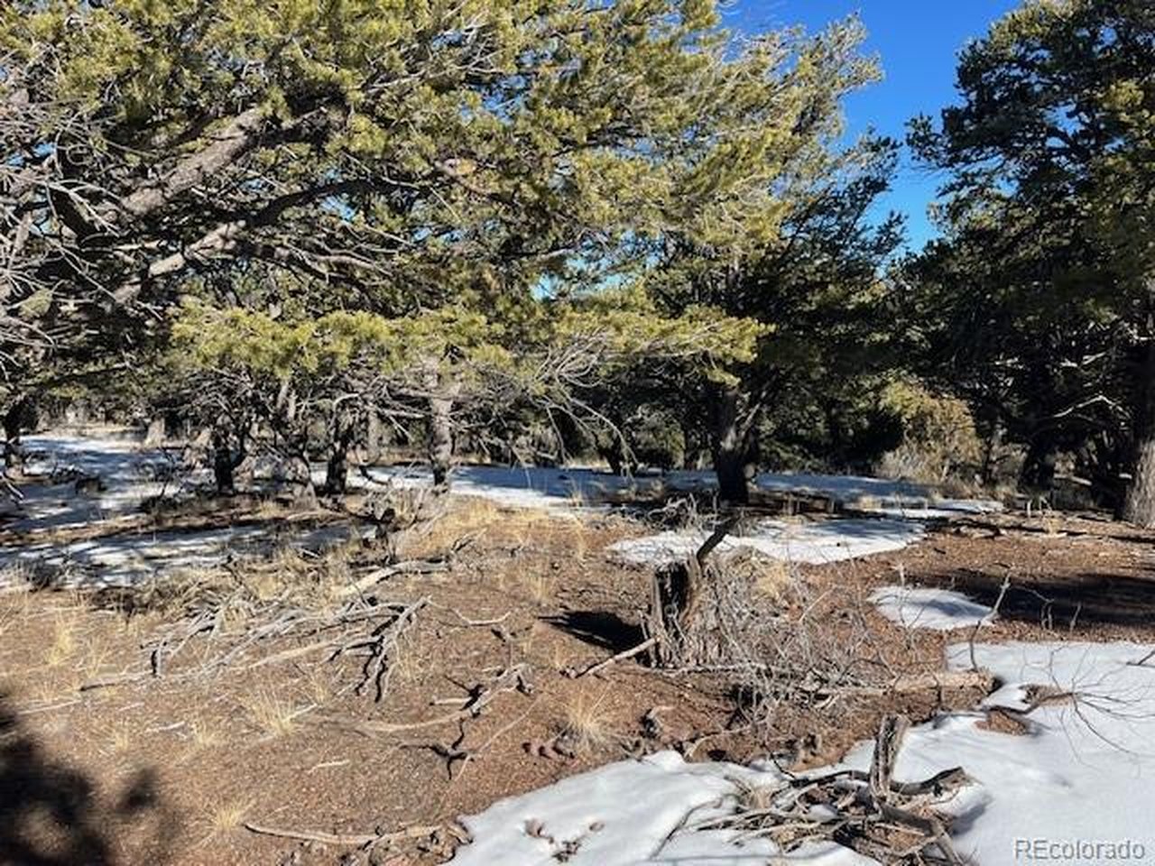 7898 Tiernan Road Fort Garland, CO 81133 - Photo 15 of 27 a view of road with trees