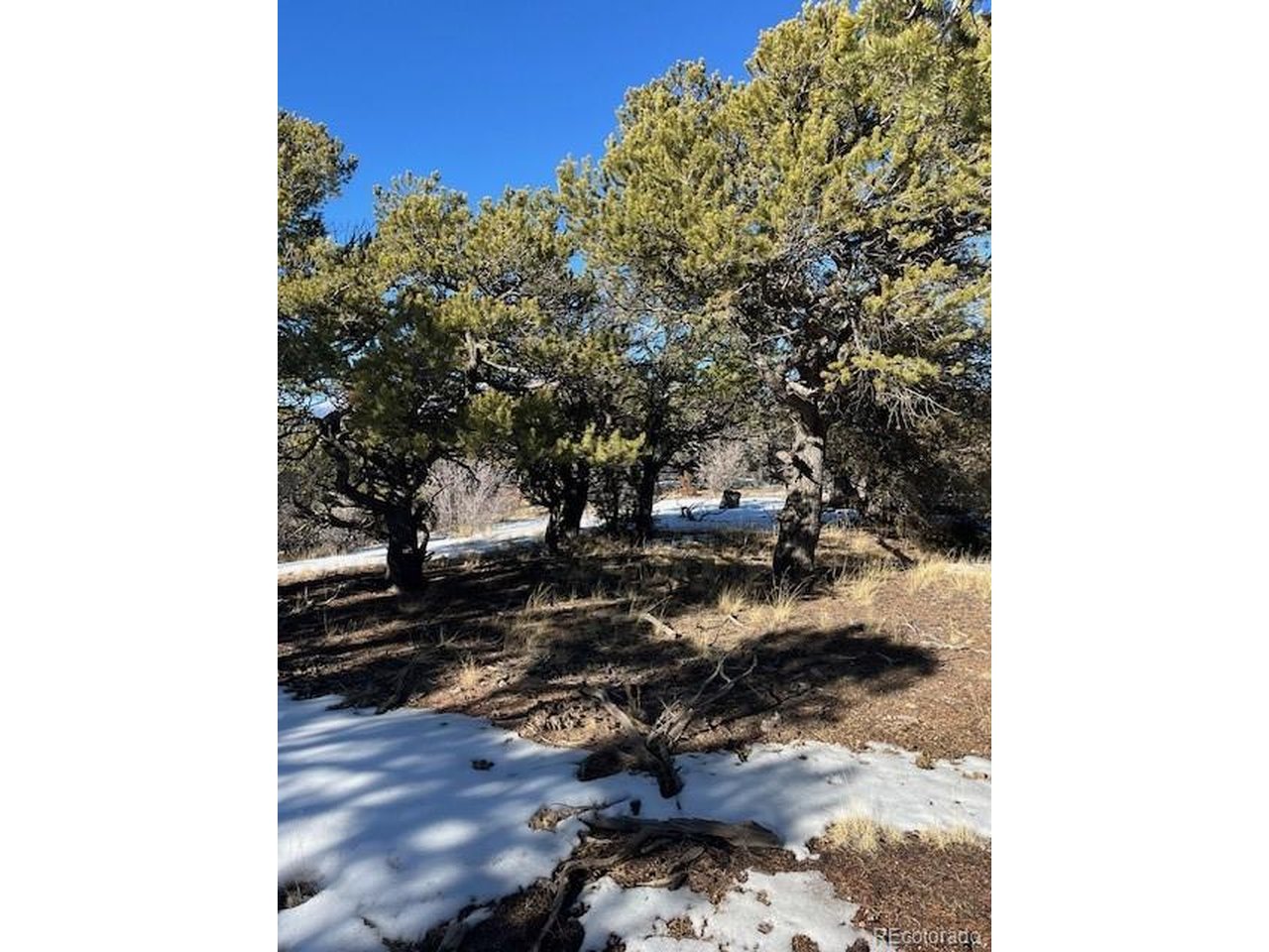 7898 Tiernan Road Fort Garland, CO 81133 - Photo 20 of 27 a view of a tree in front of a house