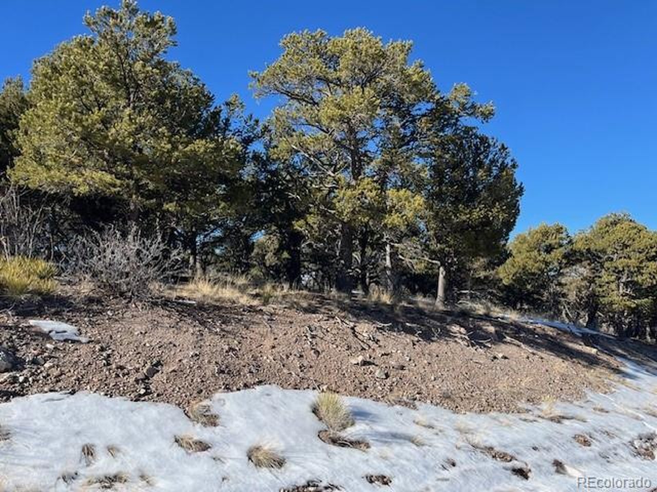 7898 Tiernan Road Fort Garland, CO 81133 - Photo 22 of 27 a view of a yard covered with trees