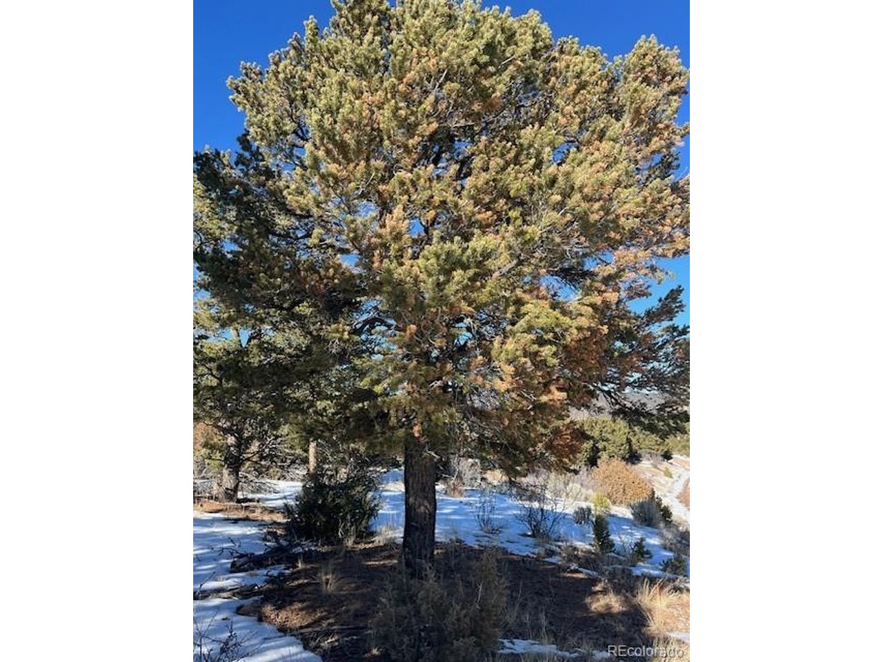 7898 Tiernan Road Fort Garland, CO 81133 - Photo 4 of 27 a picture of a tree in the background