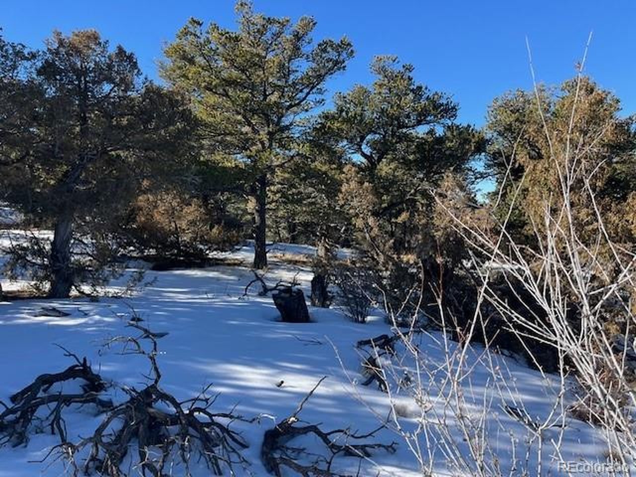 7898 Tiernan Road Fort Garland, CO 81133 - Photo 6 of 27 a view of yard with tree s