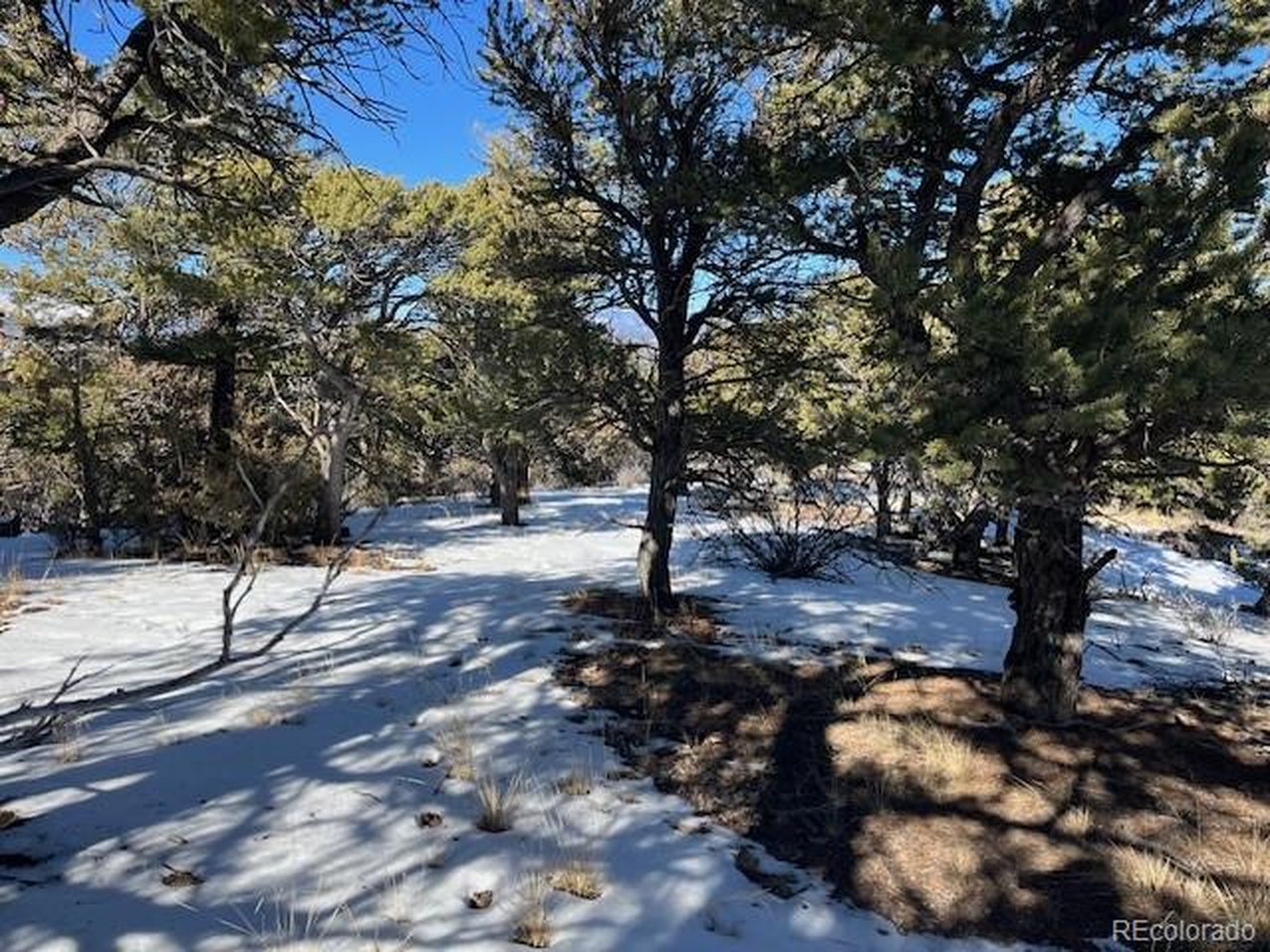 7898 Tiernan Road Fort Garland, CO 81133 - Photo 9 of 27 a view of outdoor space with trees