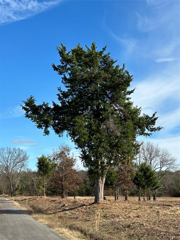 a view of a tree with a yard