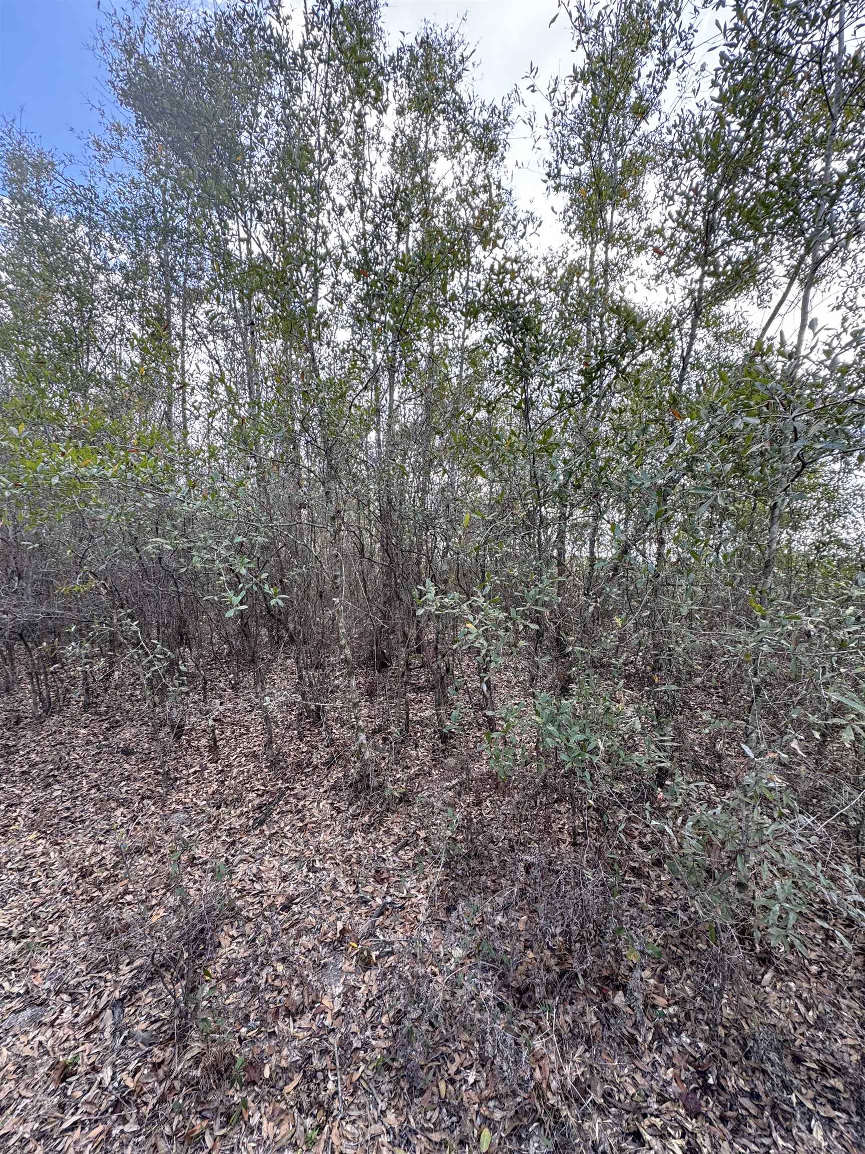 Northeast Rocky Ford Road Pinetta, FL 32350 - Photo 2 of 17