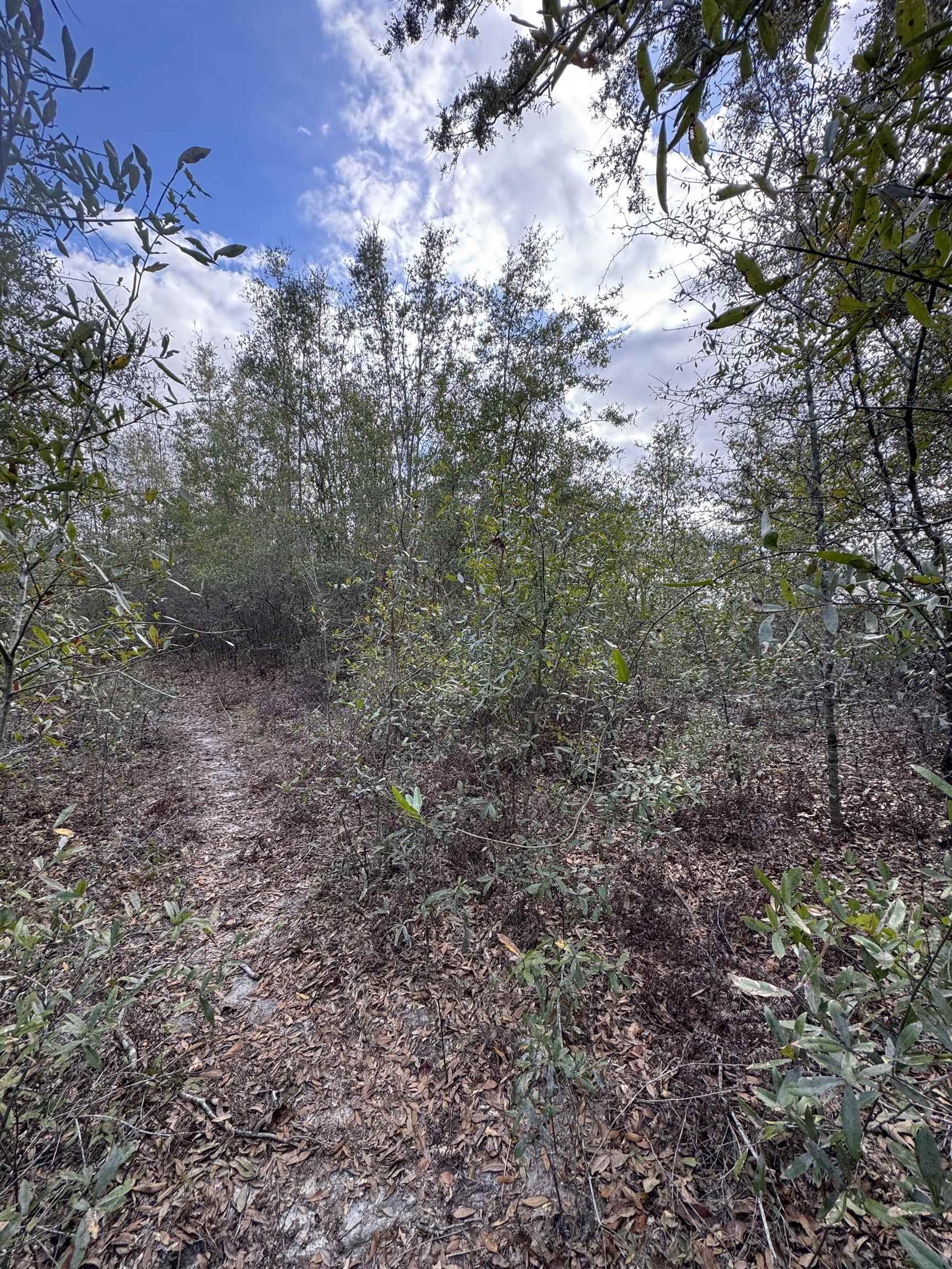 Northeast Rocky Ford Road Pinetta, FL 32350 - Photo 3 of 17