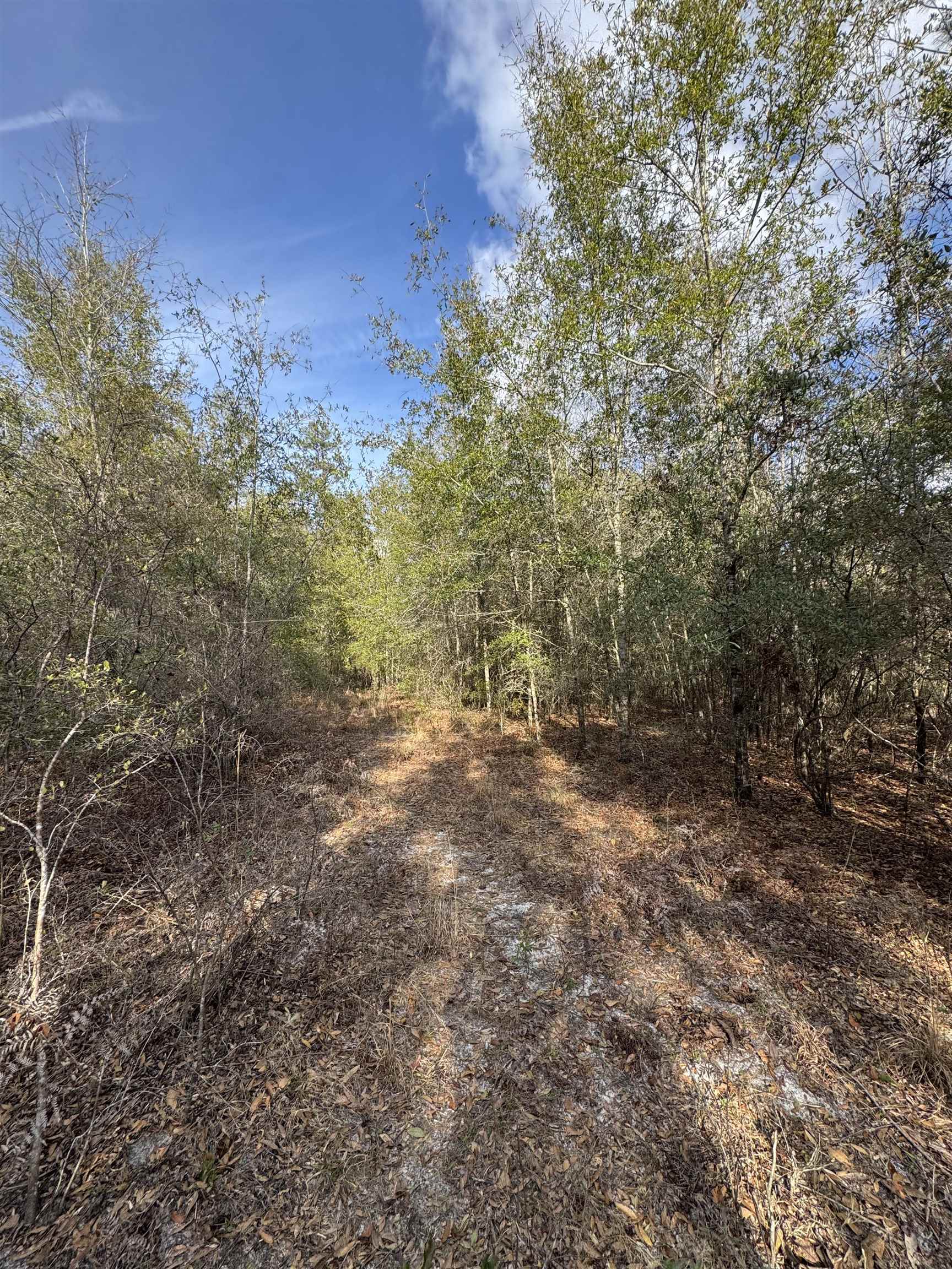 Northeast Rocky Ford Road Pinetta, FL 32350 - Photo 6 of 17