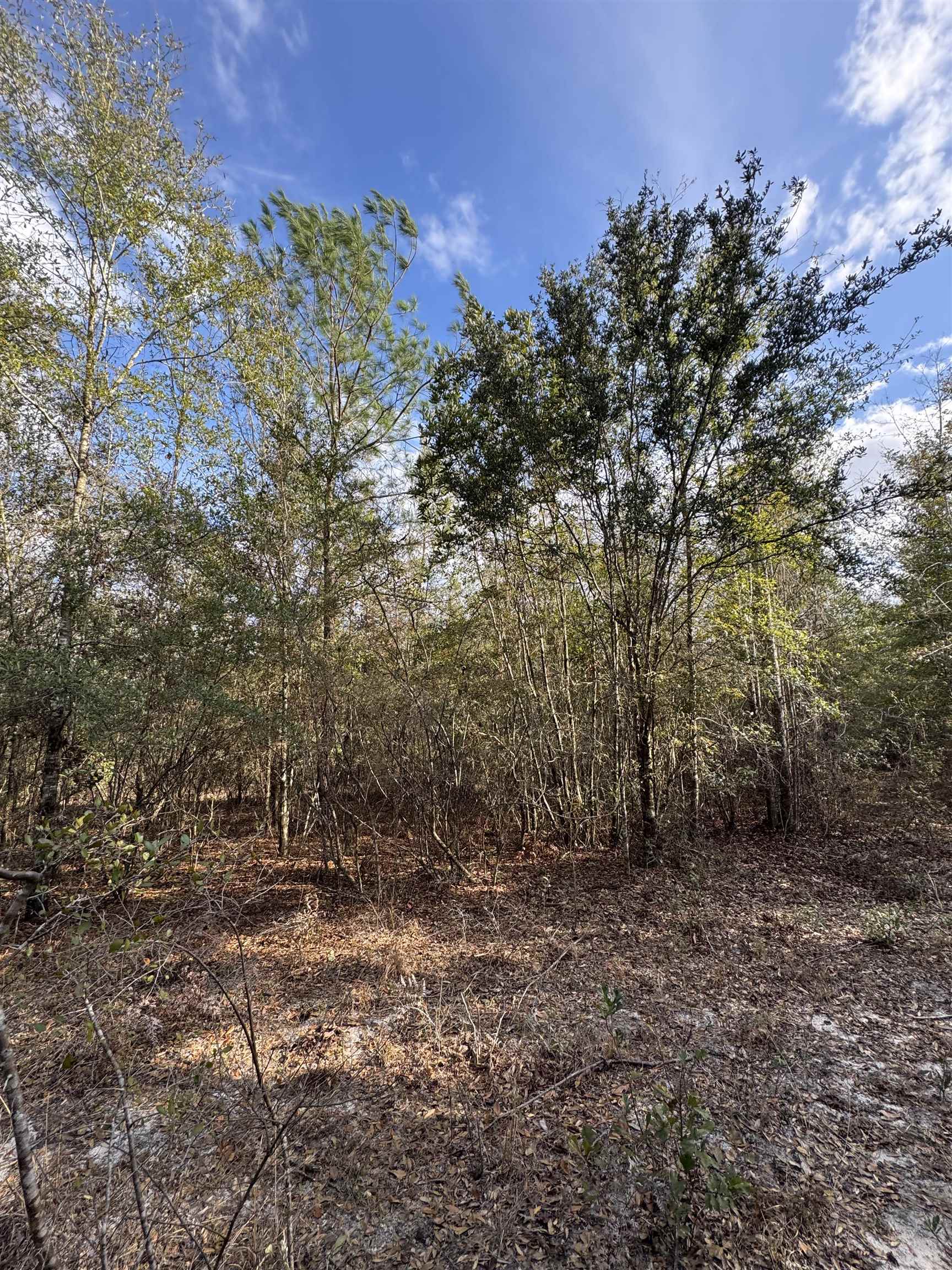 Northeast Rocky Ford Road Pinetta, FL 32350 - Photo 7 of 17