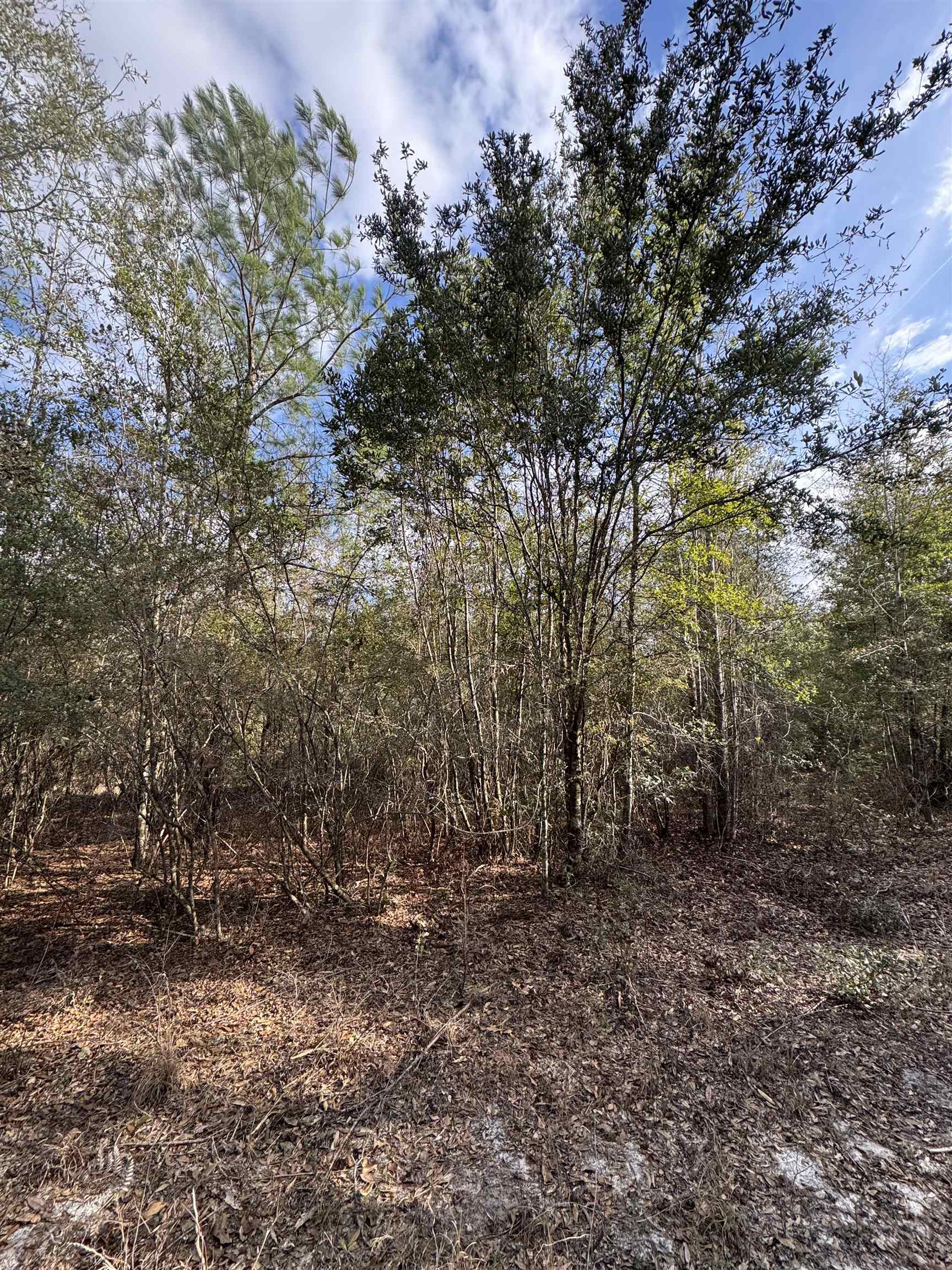 Northeast Rocky Ford Road Pinetta, FL 32350 - Photo 9 of 17