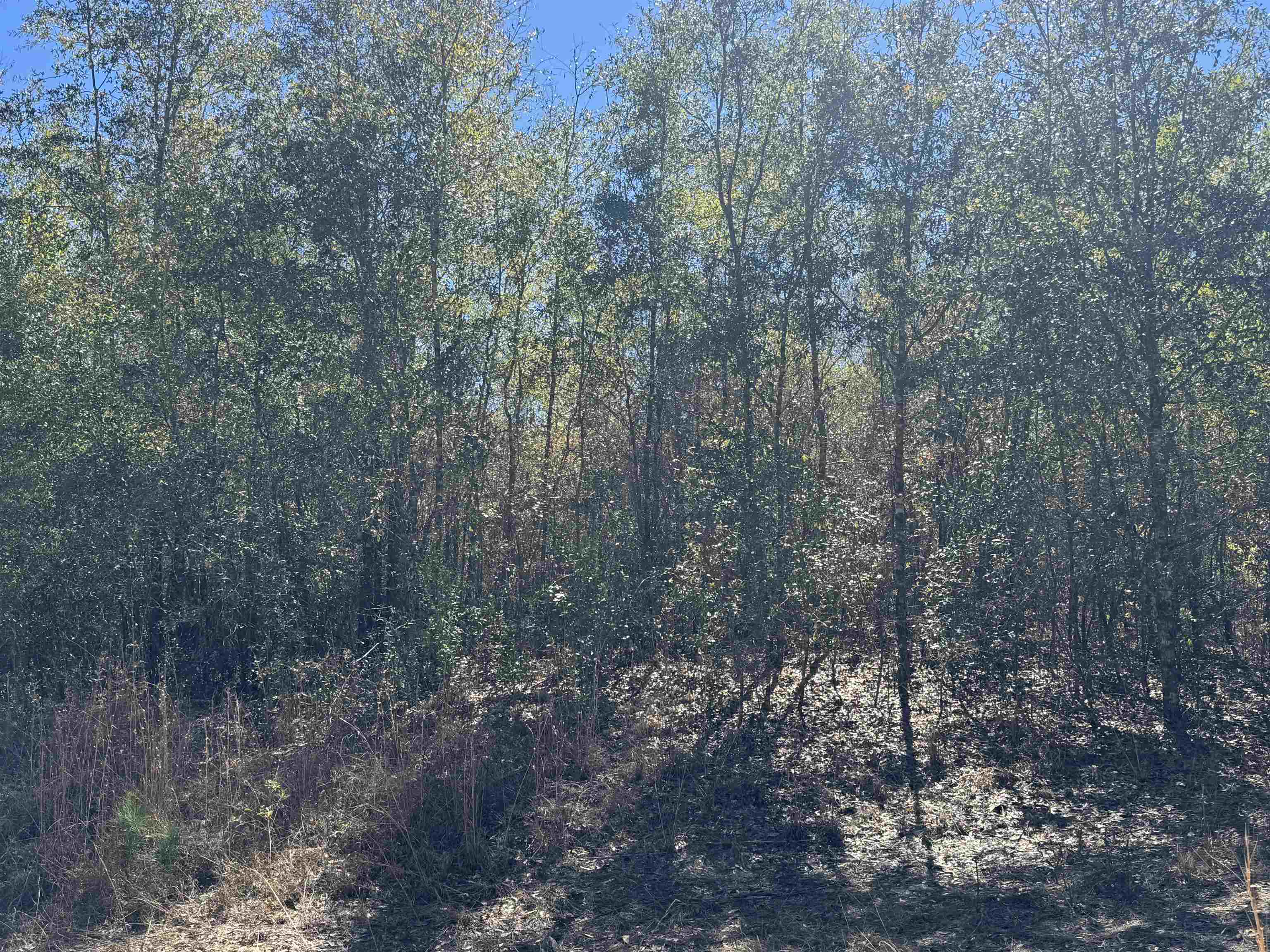Northeast Rocky Ford Road Pinetta, FL 32350 - Photo 10 of 17