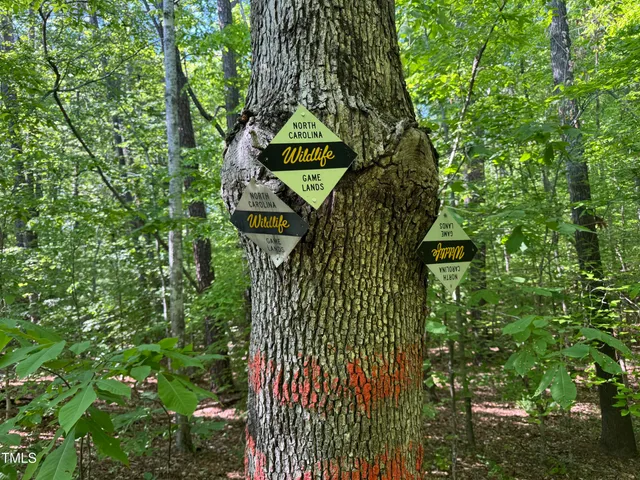 a view of a forest with trees