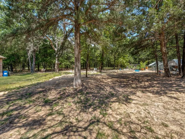 a view of a tree in a yard