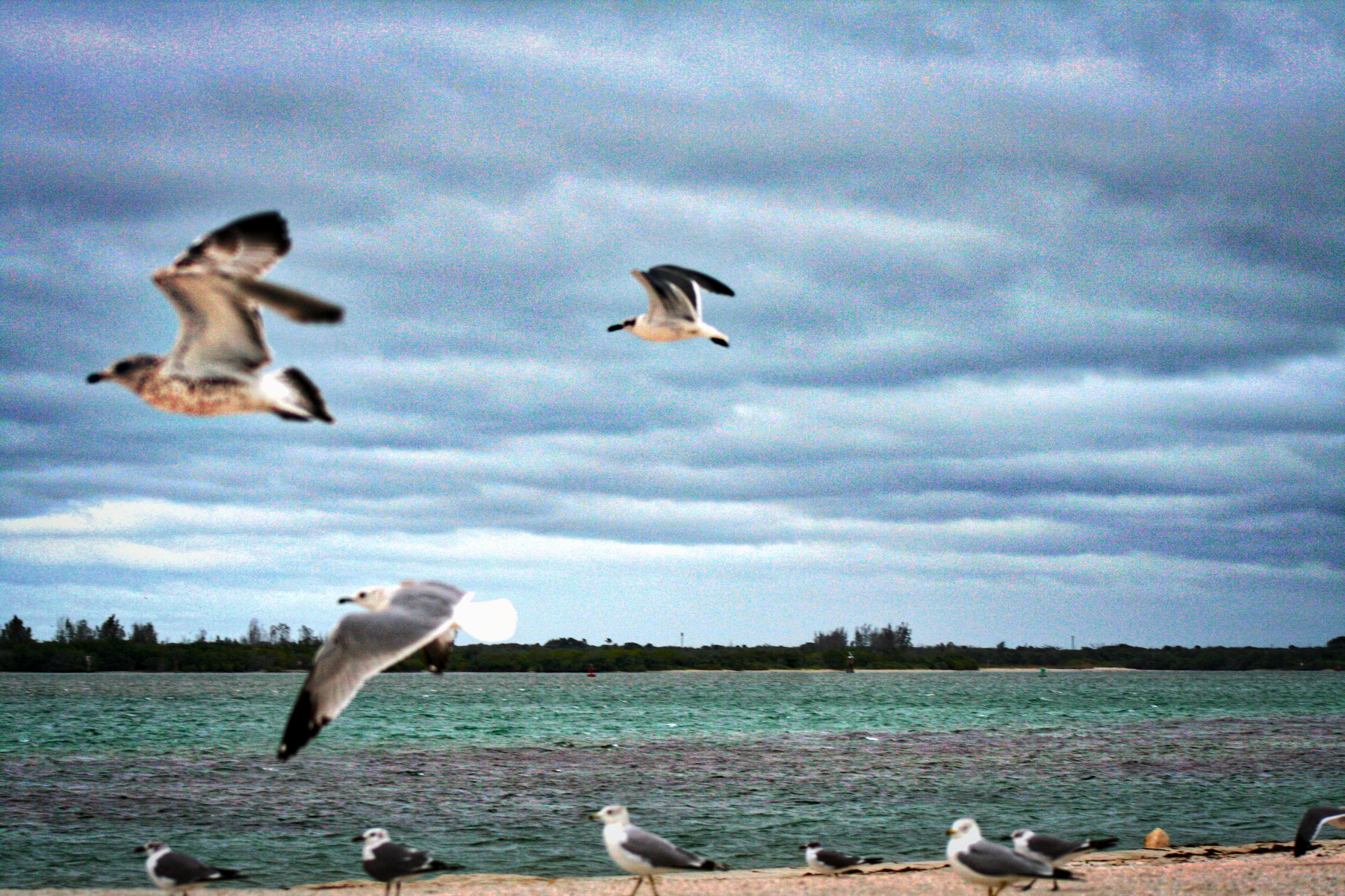 8841 First Tee Road Port St. Lucie, FL 34986 - Photo 152 of 228 129 Gulls At Jetty Park