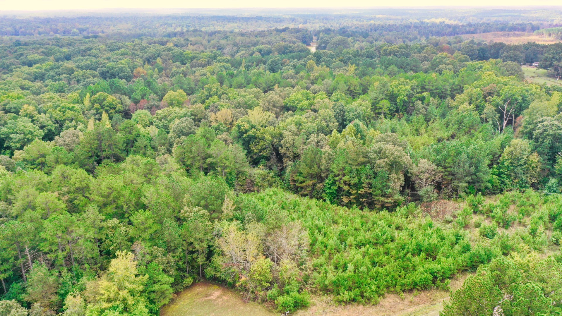 0 Enville Road Henderson, TN 38340 - Photo 15 of 23 a view of a green field with lots of bushes